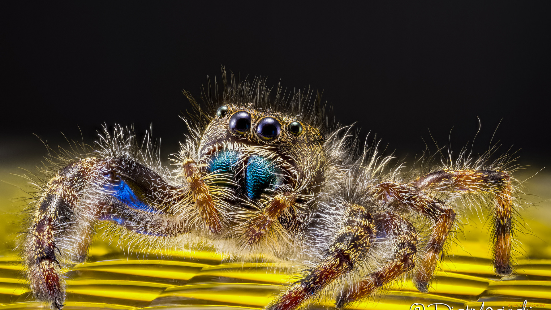 животные, пауки, макро, паук, лапки, глазки, джампер