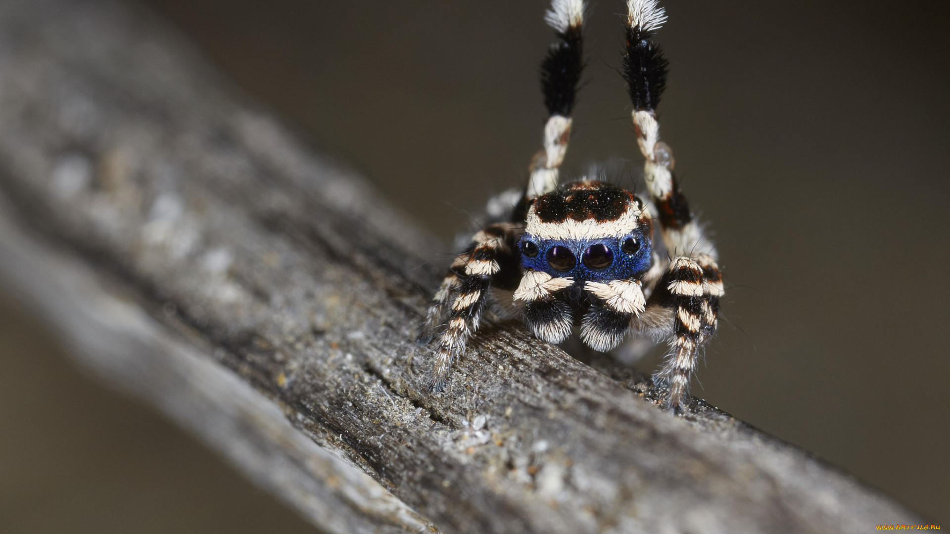 животные, пауки, паук, лапка, танец, джампер