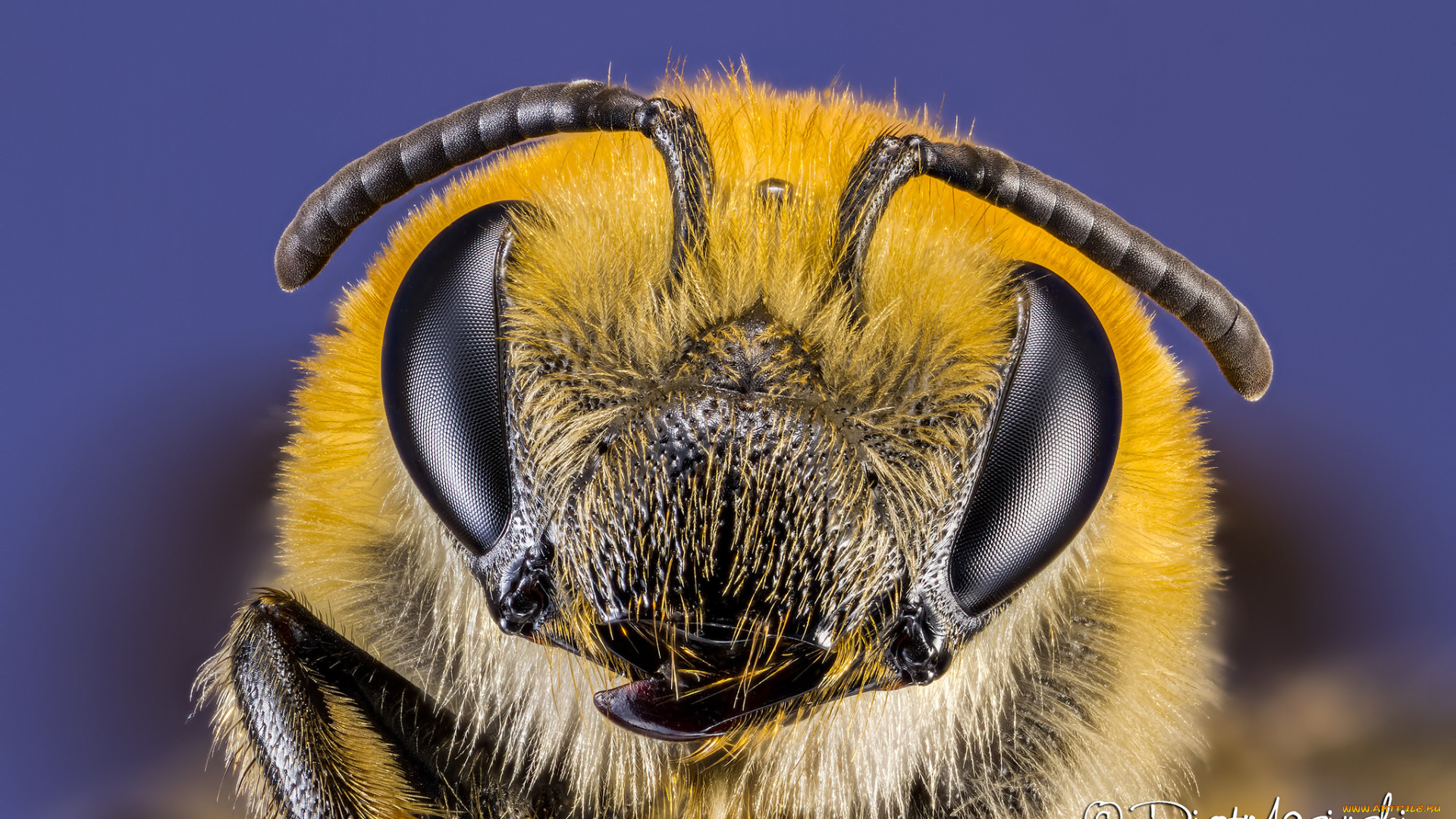 животные, пчелы, , осы, , шмели, фон, макро, портрет