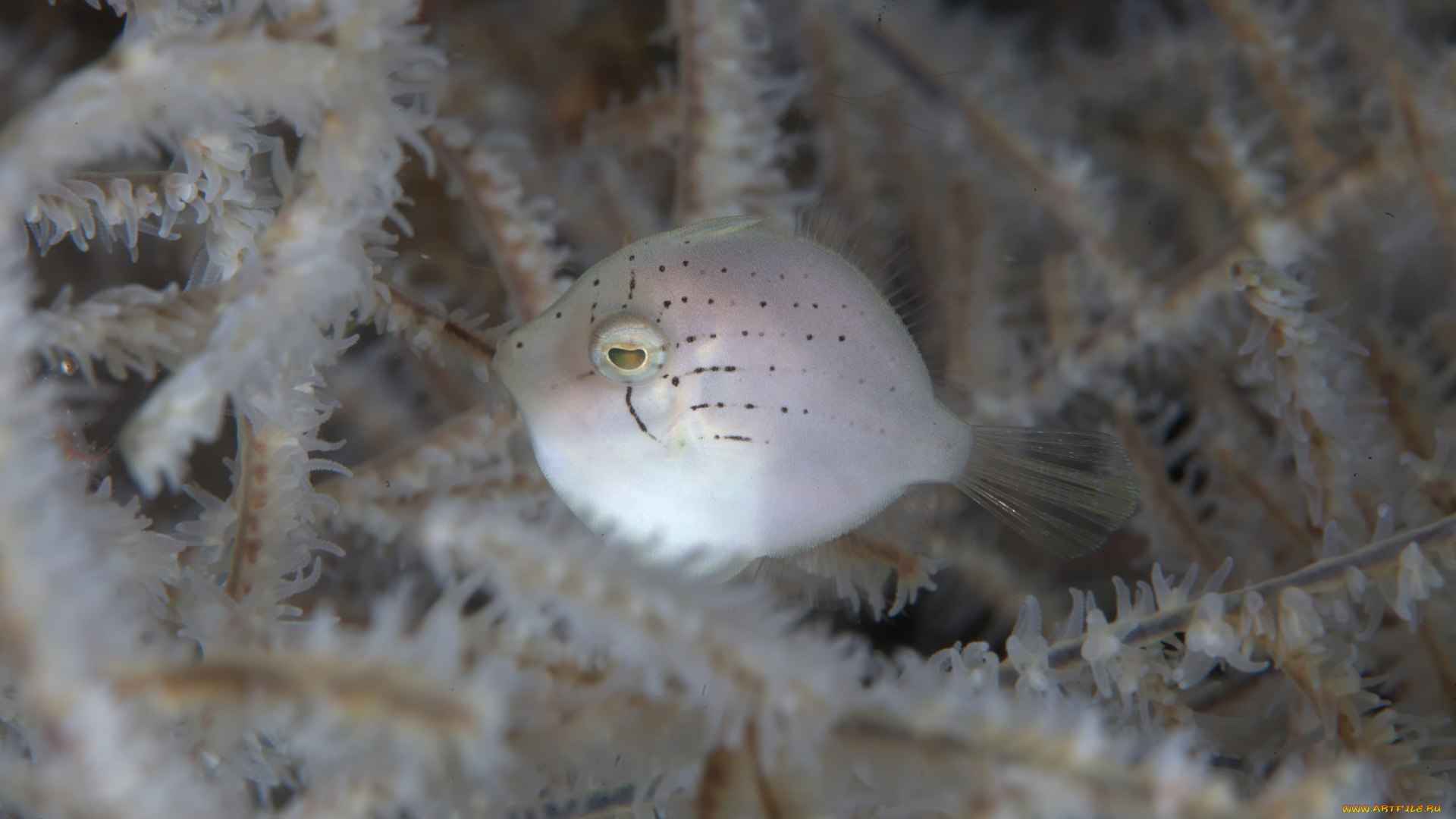 животные, рыбы, кораллы, рыбка