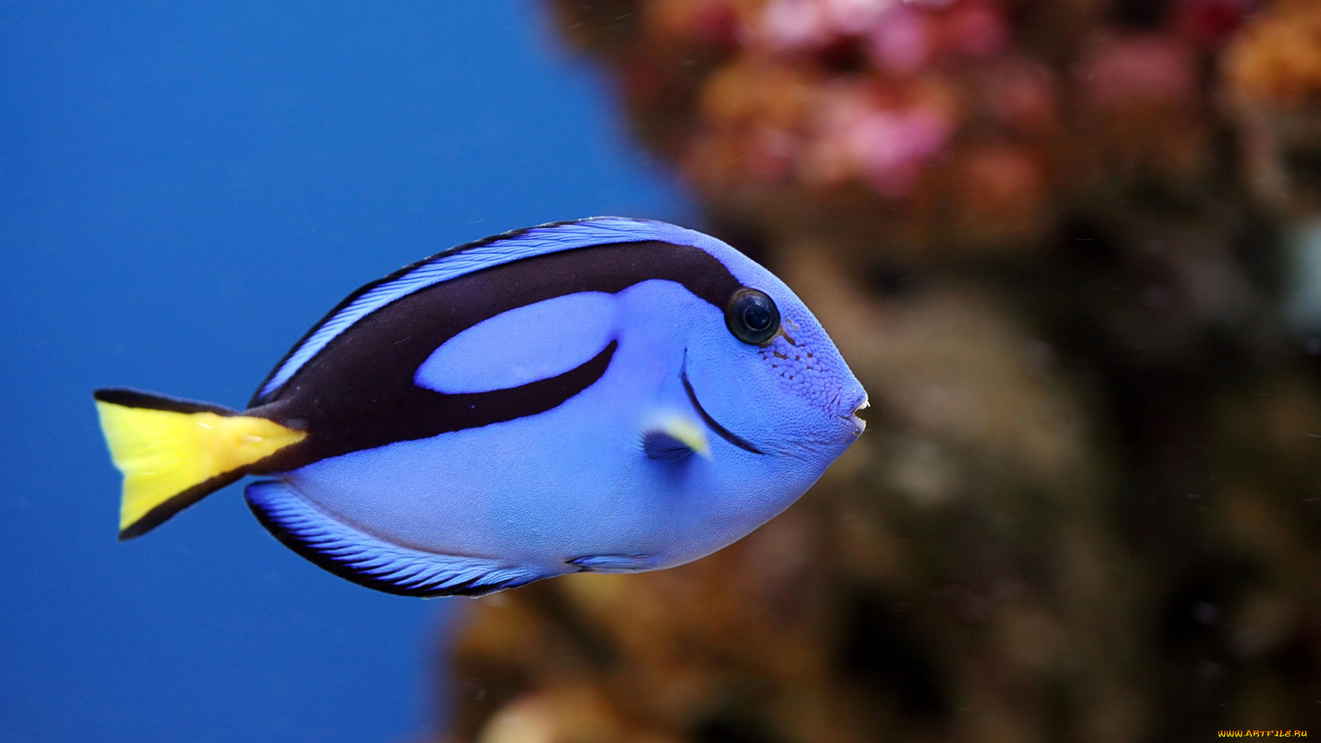 животные, рыбы, синяя, рыбка, коралл
