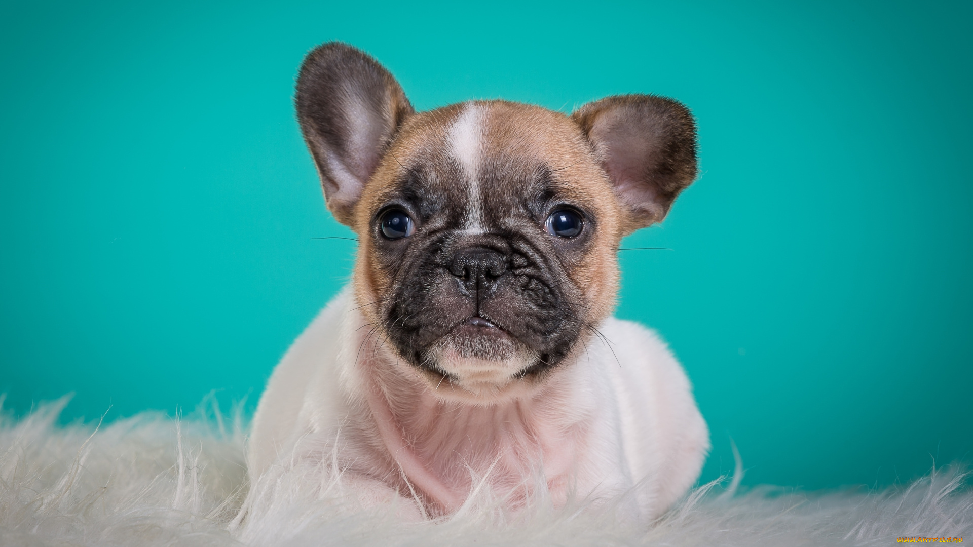 животные, собаки, французский, бульдог, щенок, мордочка, портрет, милый