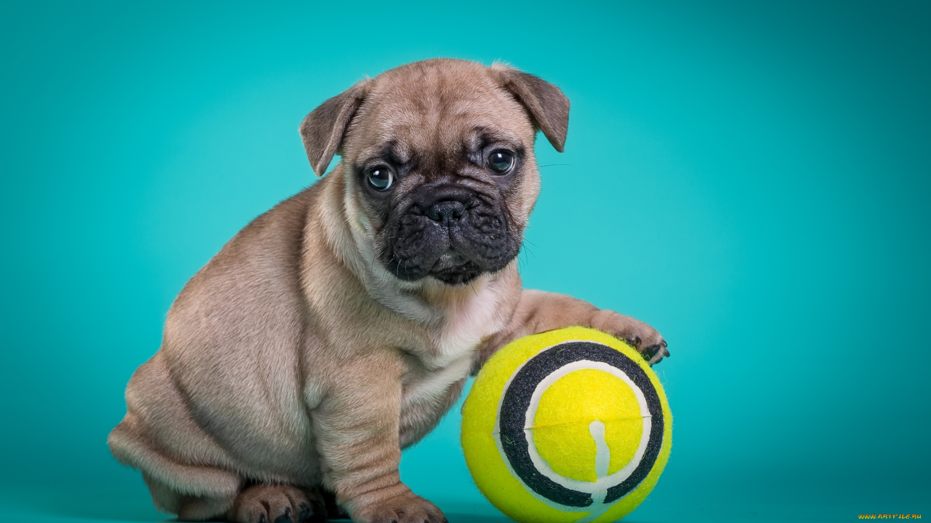 животные, собаки, французский, бульдог, щенок, мордочка, портрет, милый