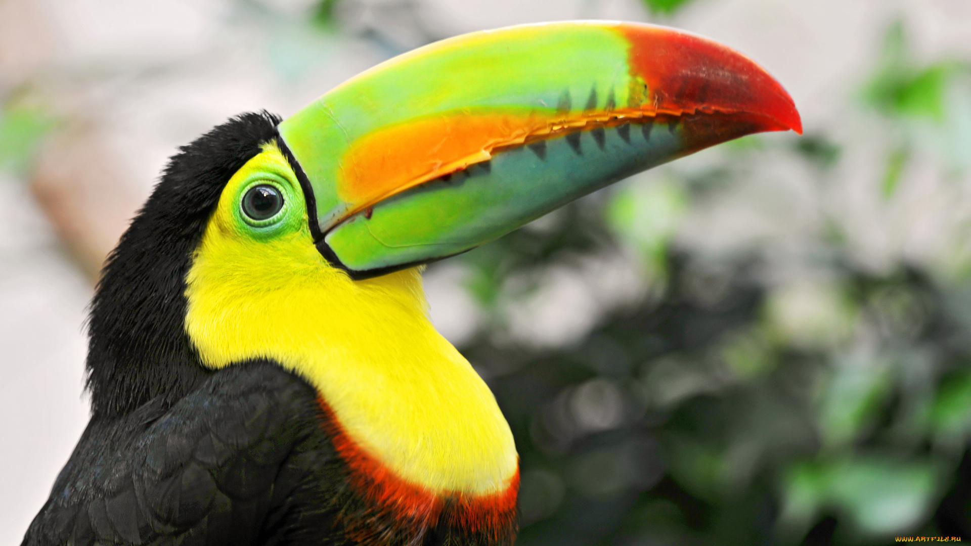 животные, туканы, клюв, птица, тукан