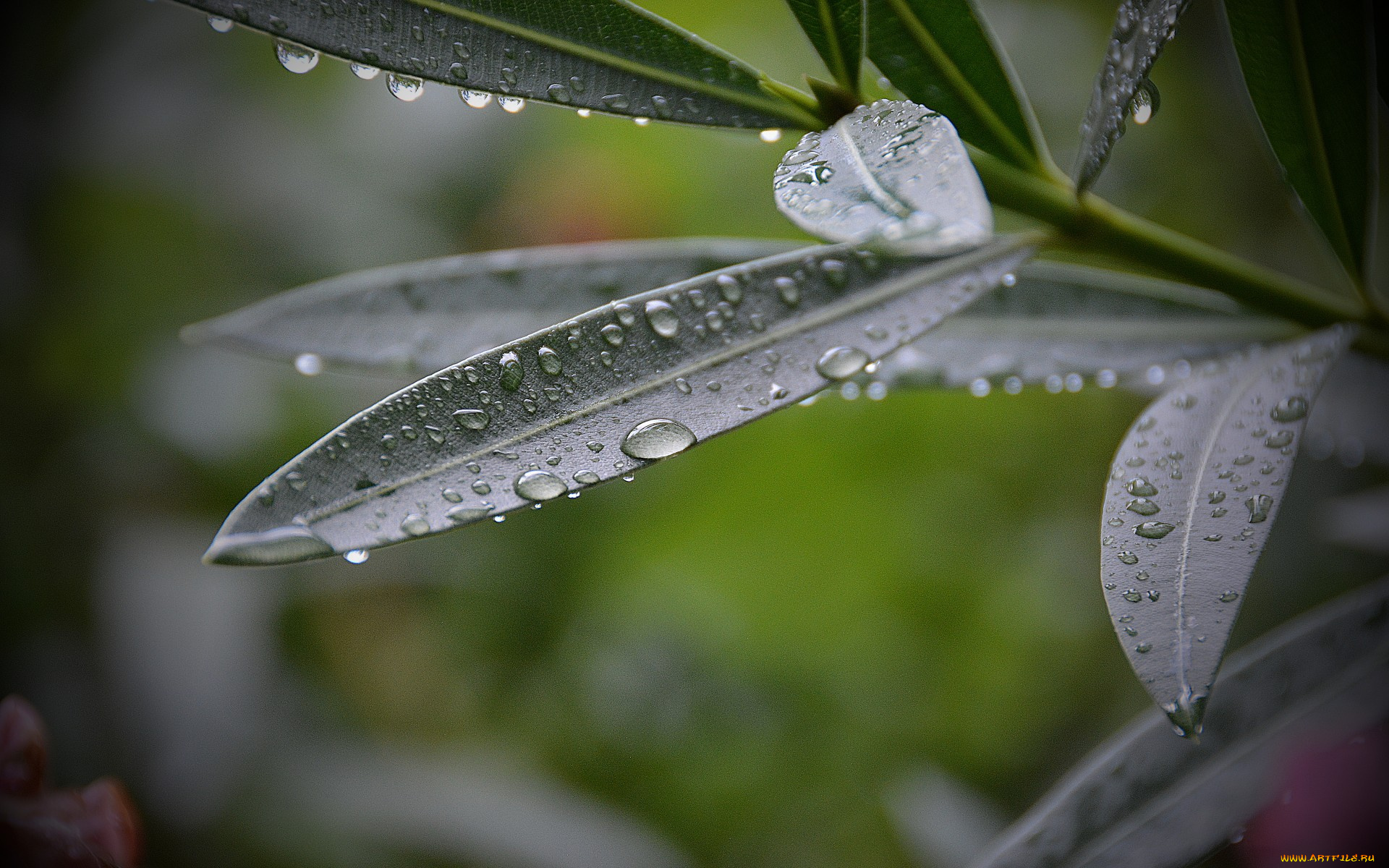 природа, листья, растение, капли, роса