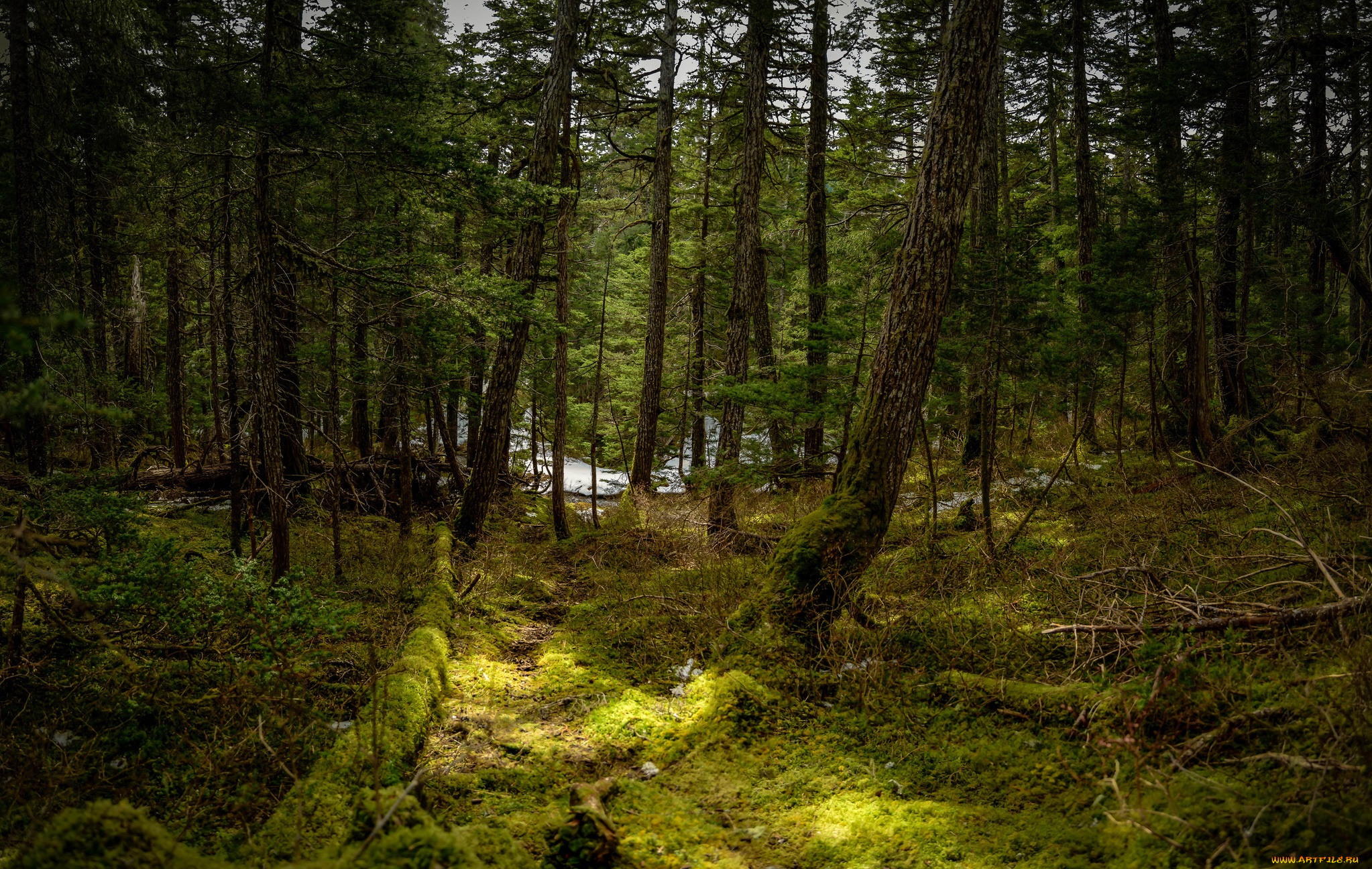 природа, лес, река