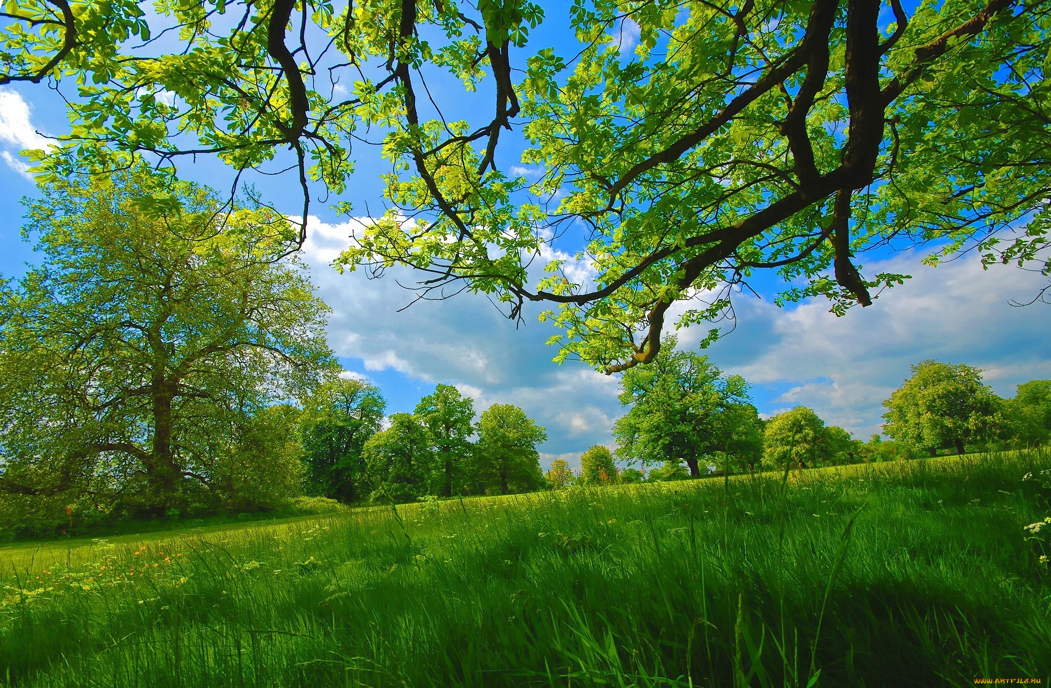 природа, деревья, луг, лето, трава, ветки