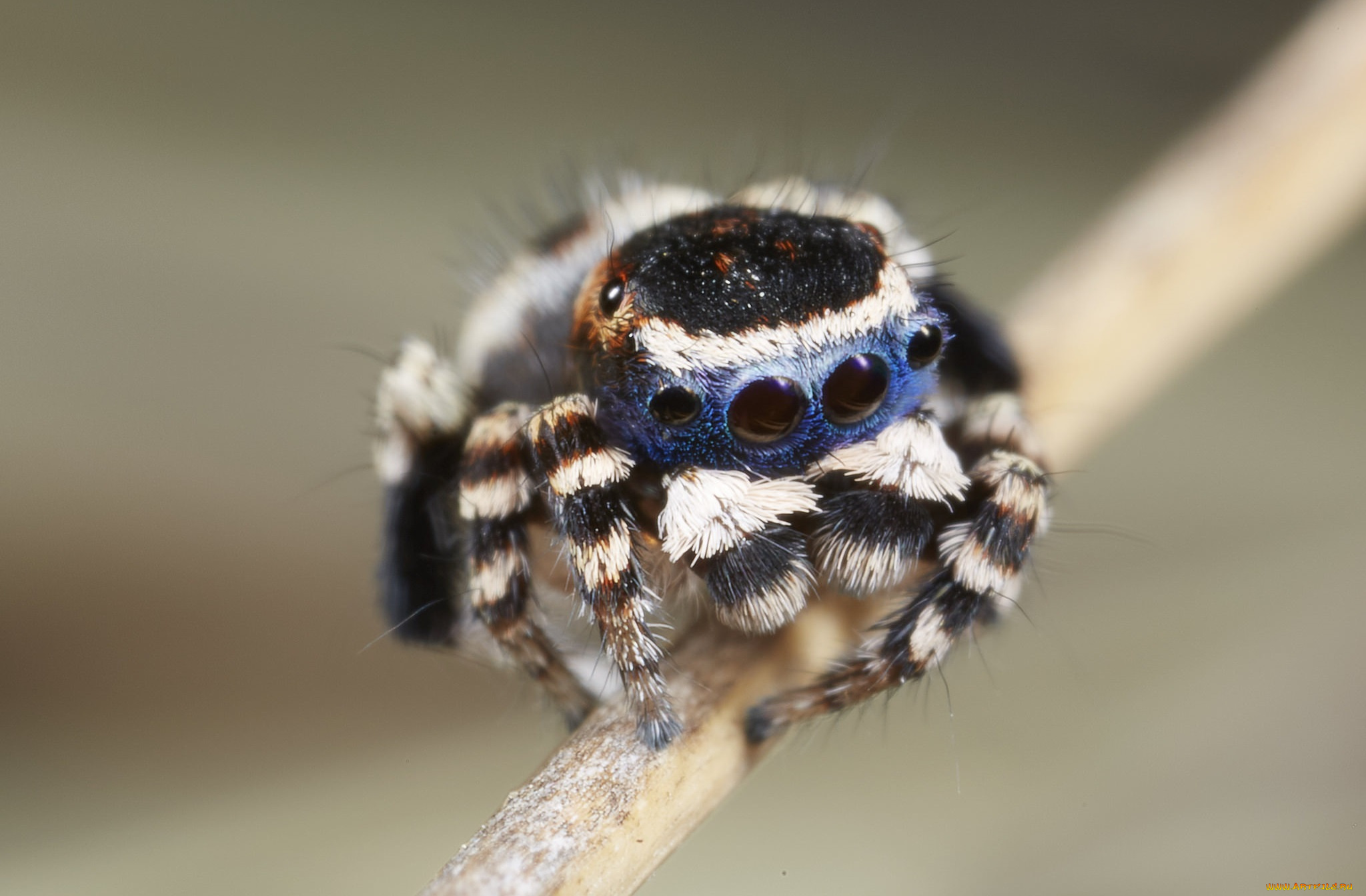 животные, пауки, джампер, лапки, паук