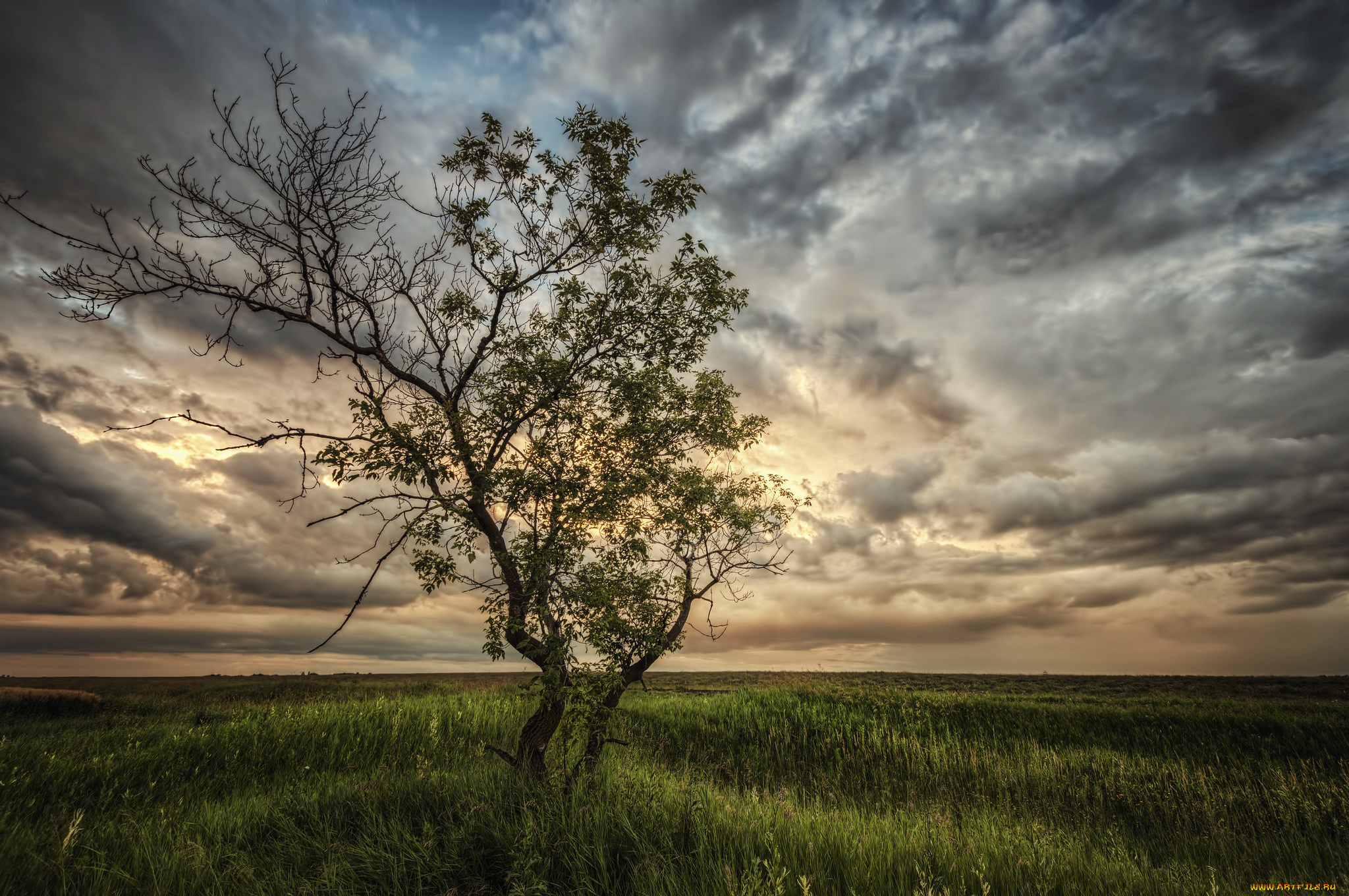 природа, деревья, поле, тучи, дерево