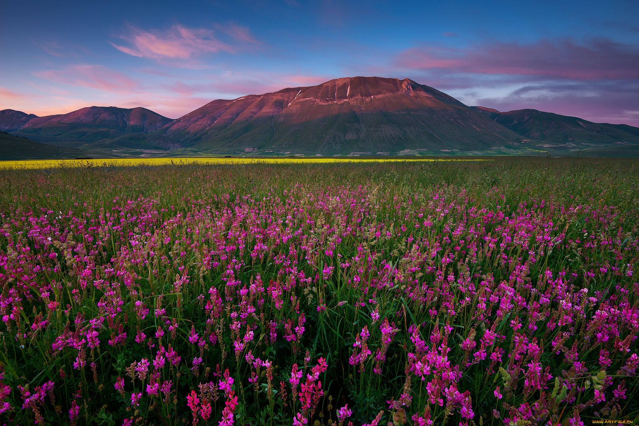 природа, луга, горы, равнина, цветы