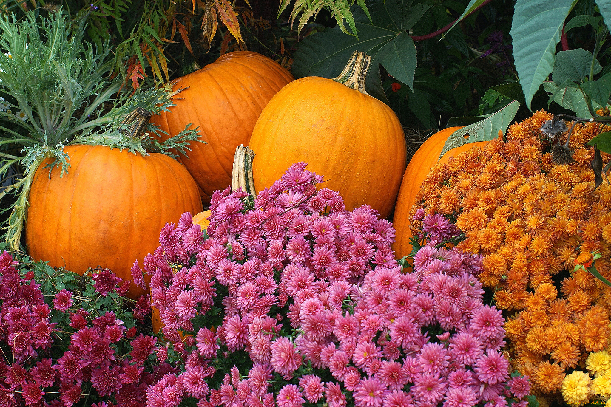 еда, тыква, тыквы, цветы