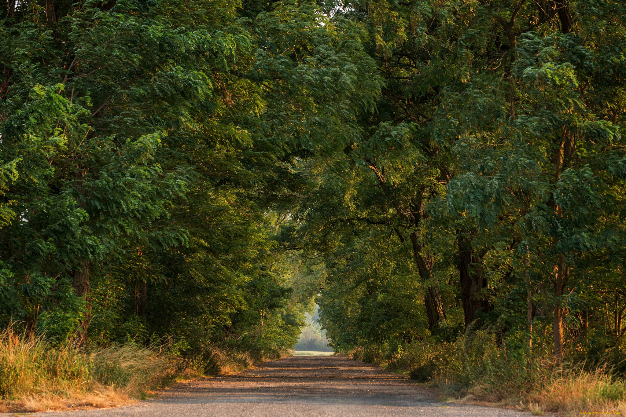 природа, дороги, лес, тракт