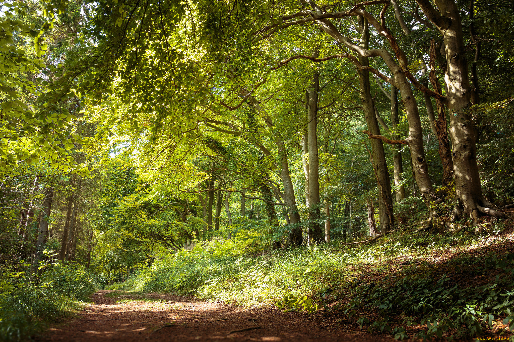 природа, дороги, тропинка, лес