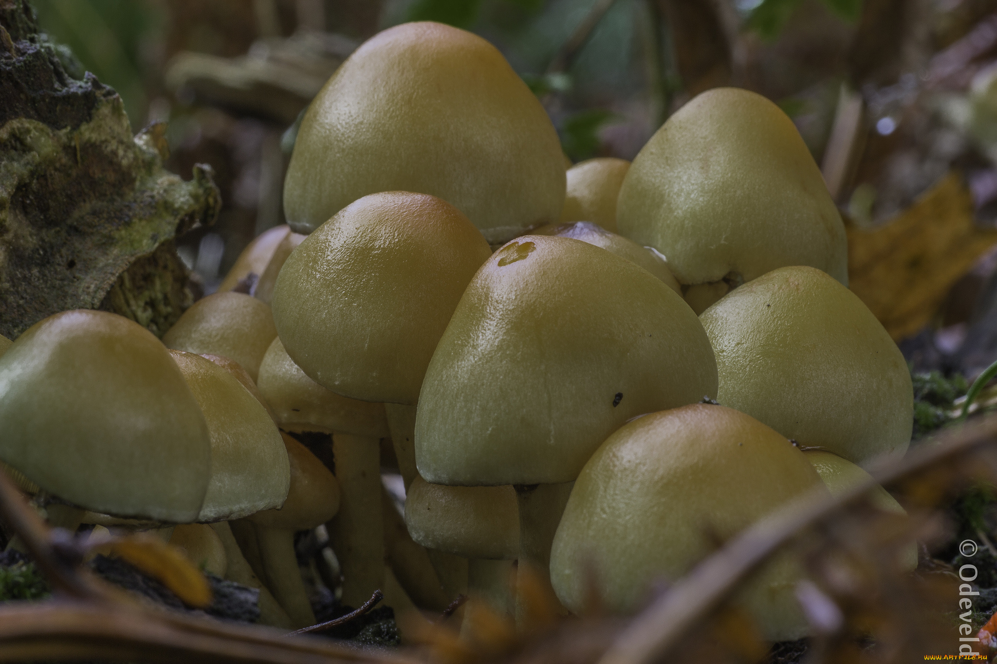 природа, грибы