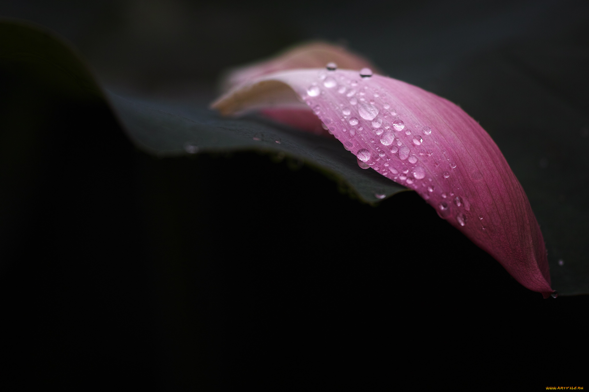 природа, макро, кали, роса, листик