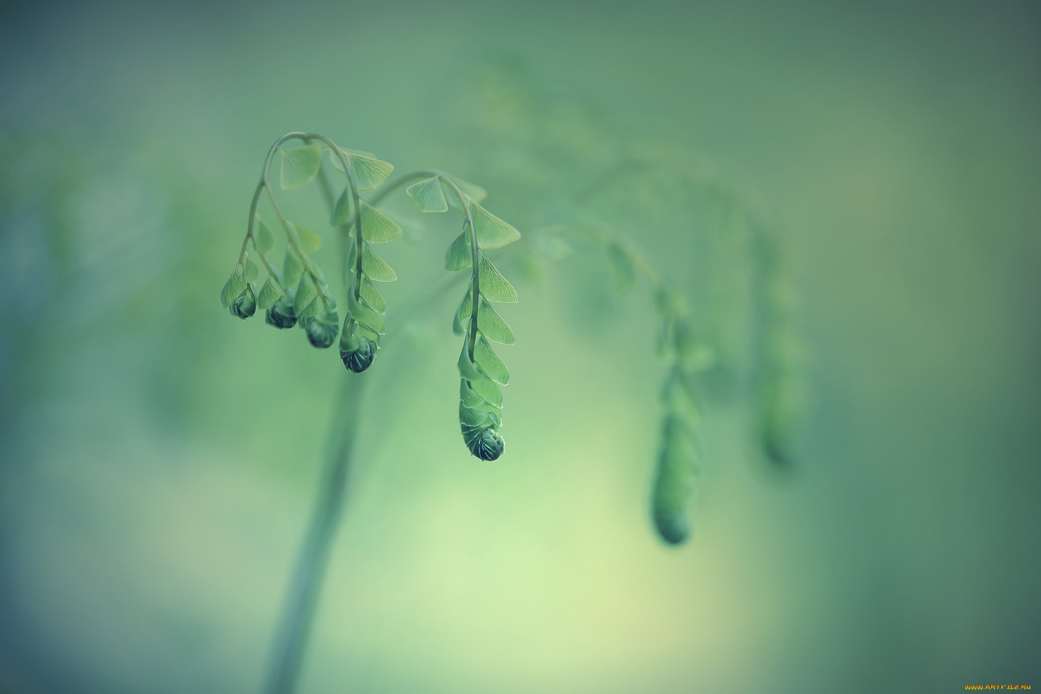 природа, макро, листья, папаротник