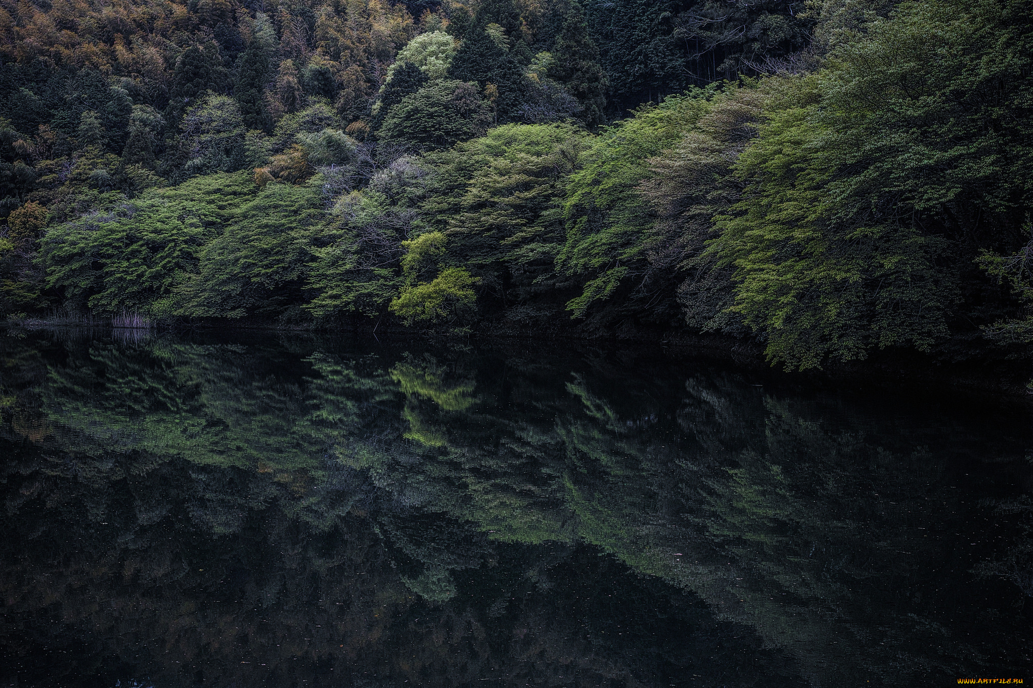 природа, реки, озера, лес, деревья, отражение, озеро