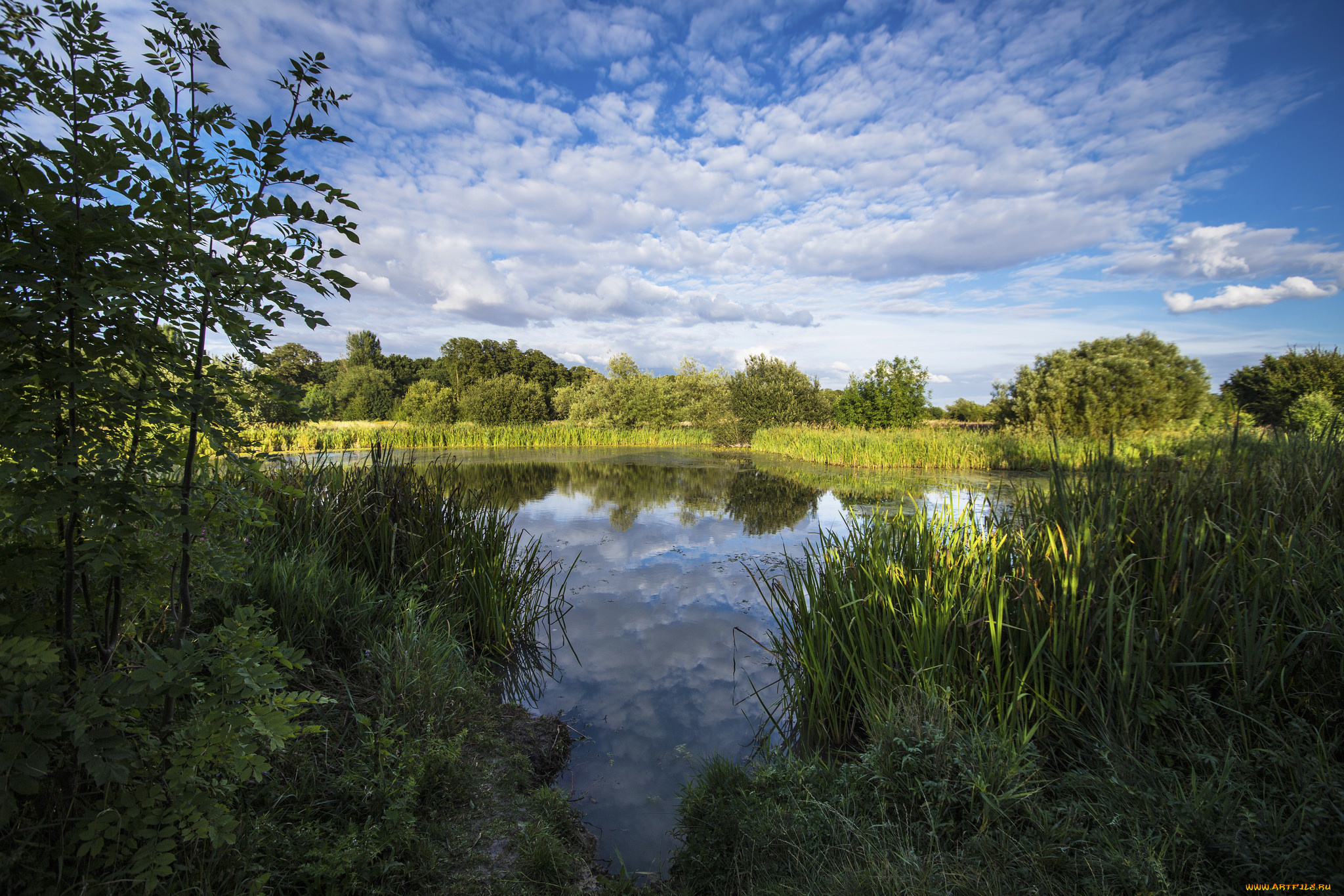 природа, реки, озера, река, лес