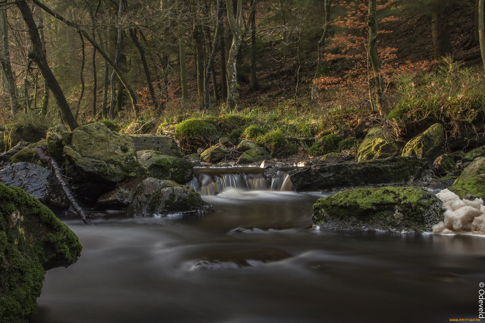 природа, реки, озера, река, лес