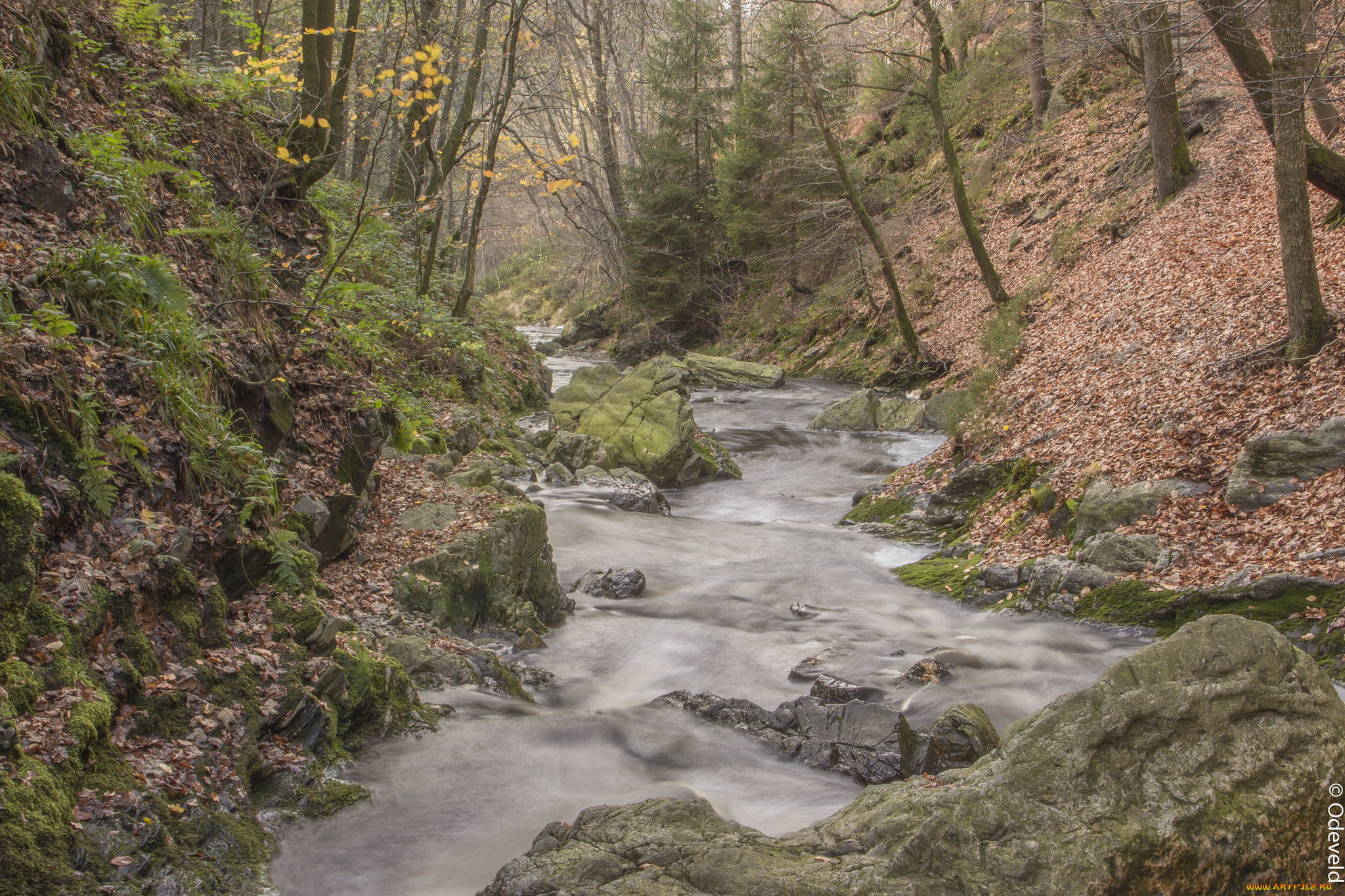 природа, реки, озера, ручей, лес