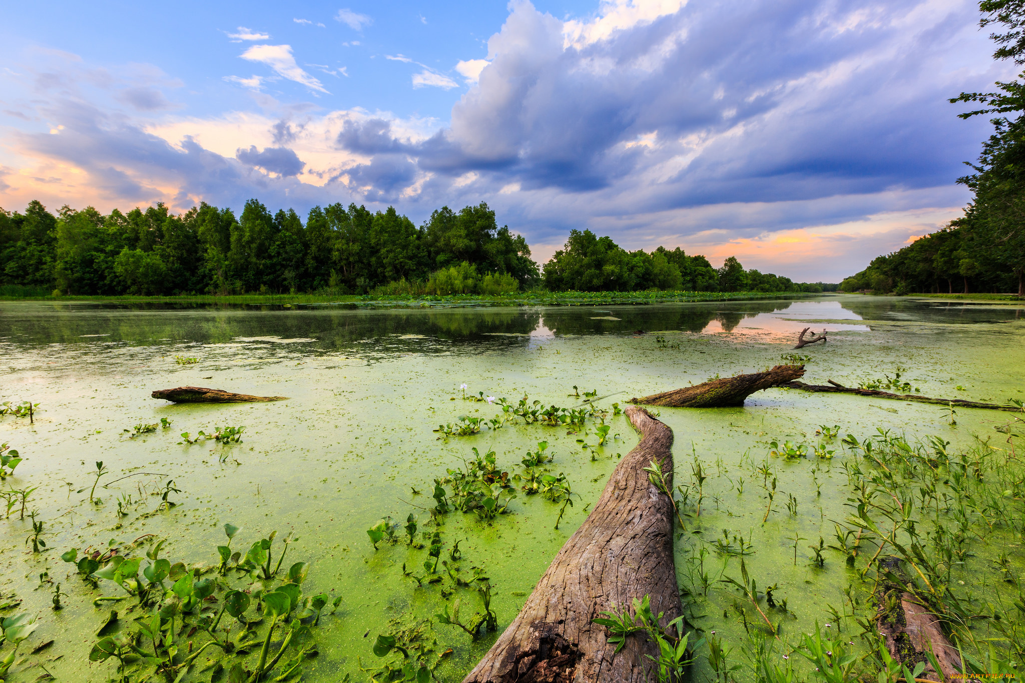 природа, реки, озера, ряска, река, лес