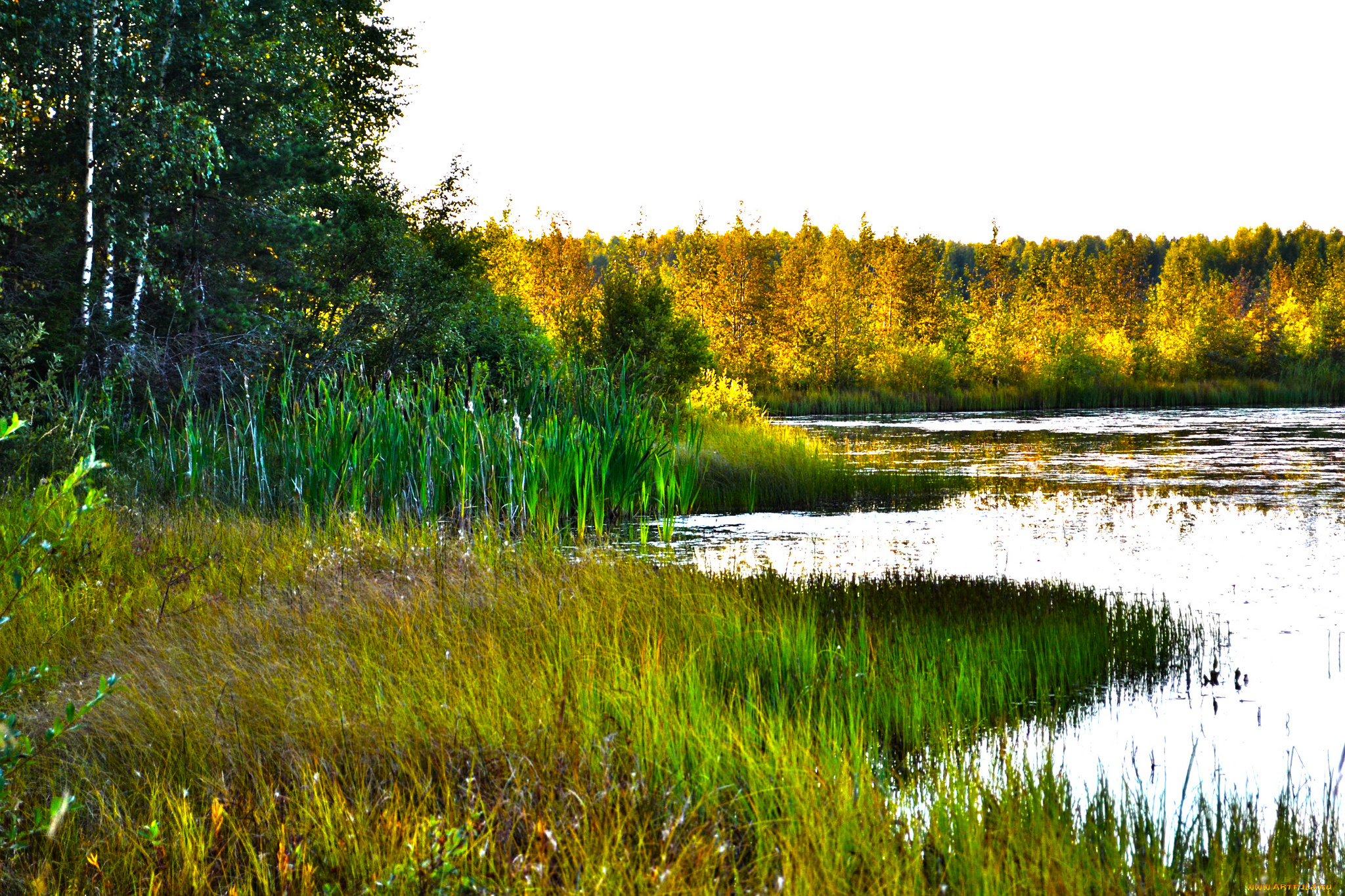 природа, реки, озера, заросли, лес, озеро