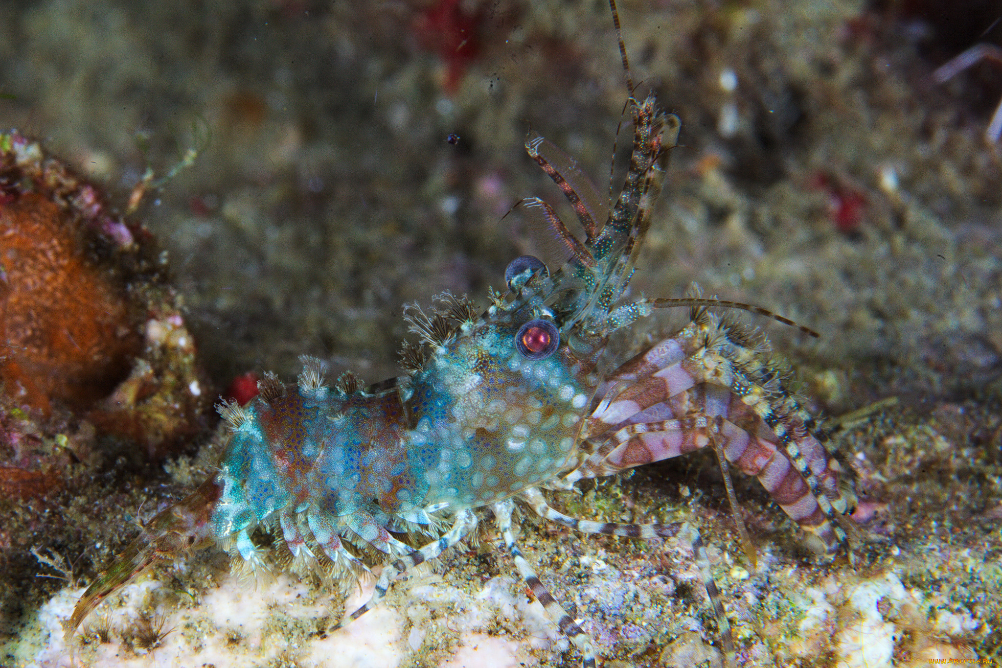 животные, морская, фауна, креветка