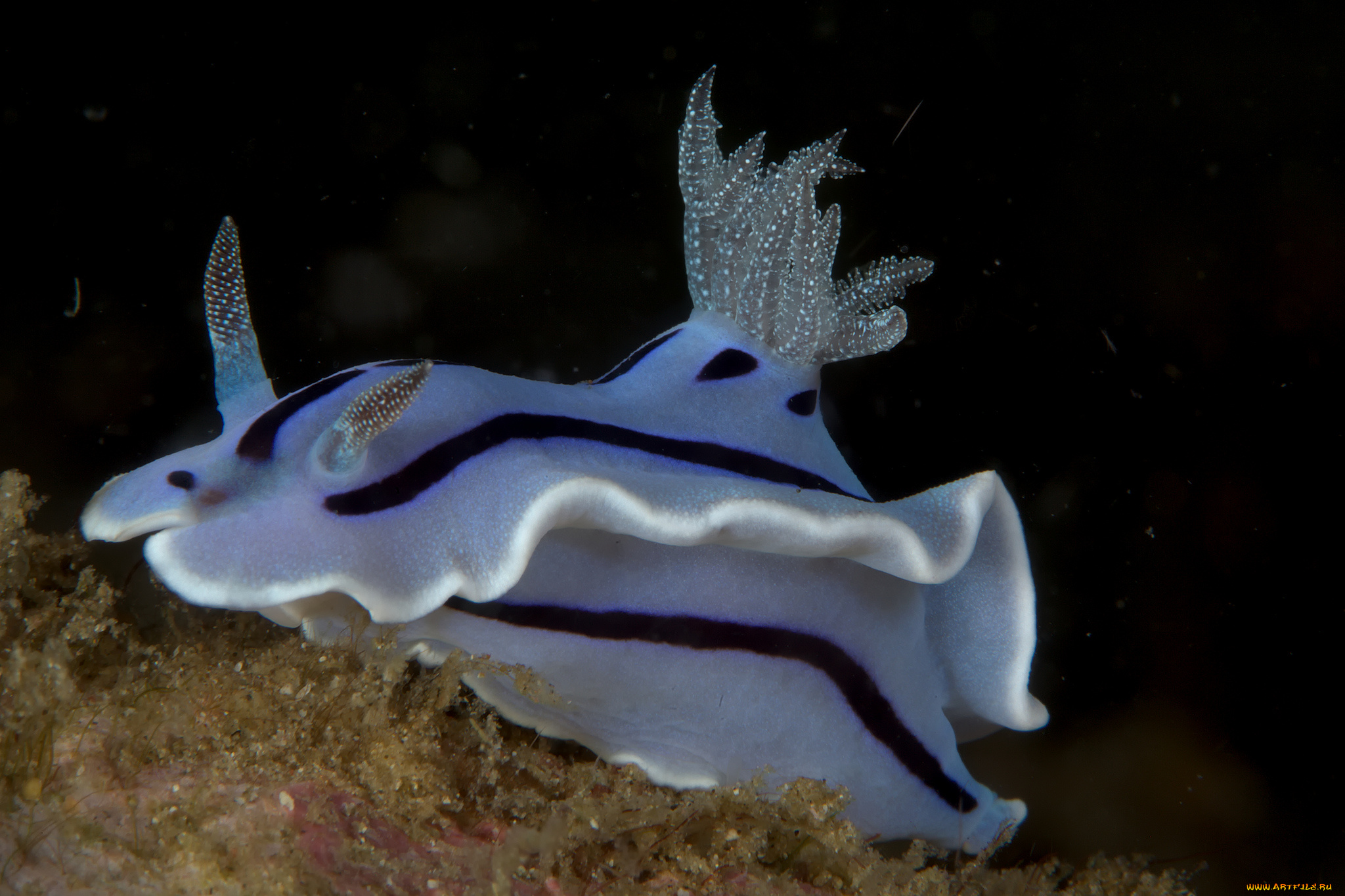 животные, морская, фауна, морской, слизень