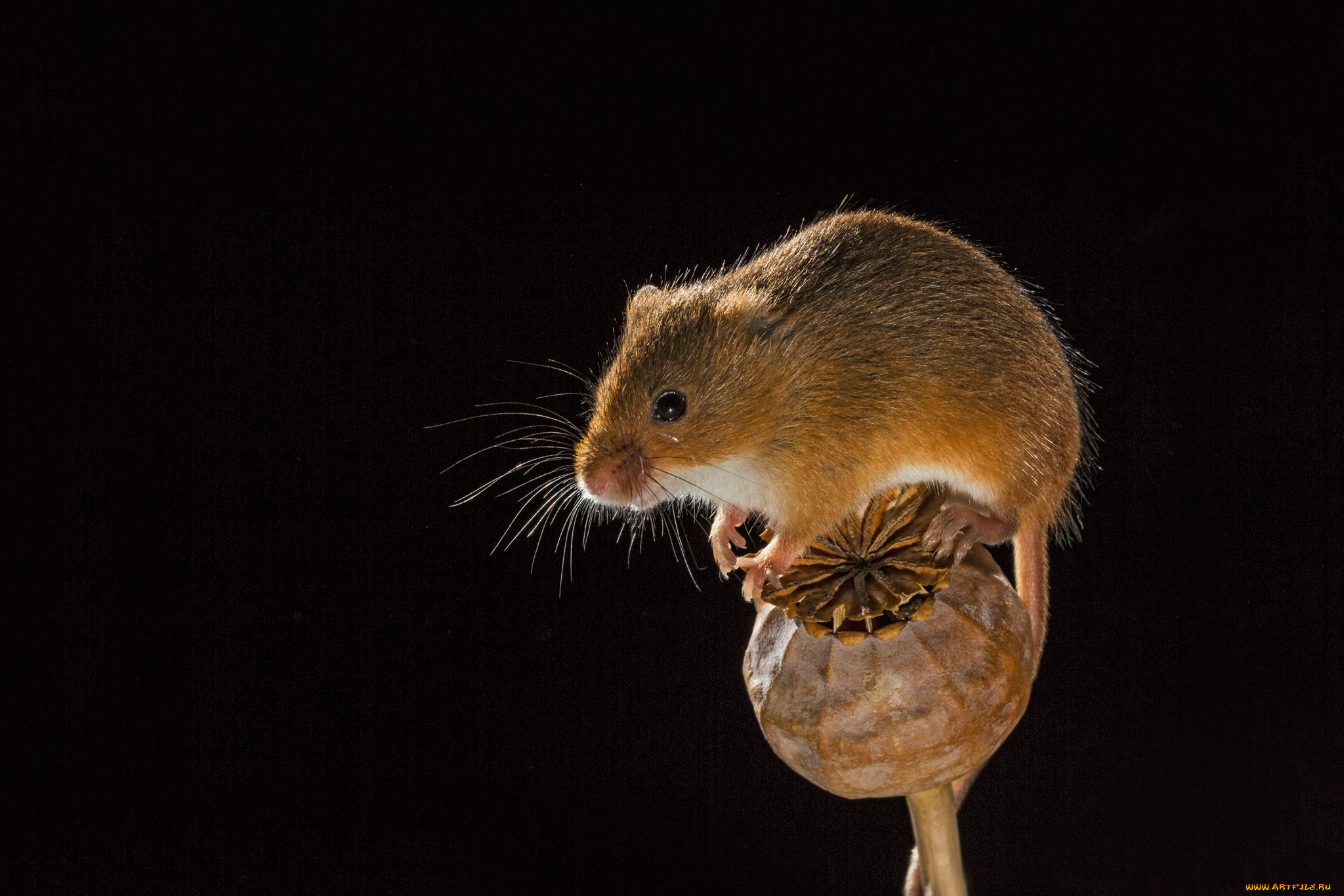 животные, крысы, , мыши, мышка