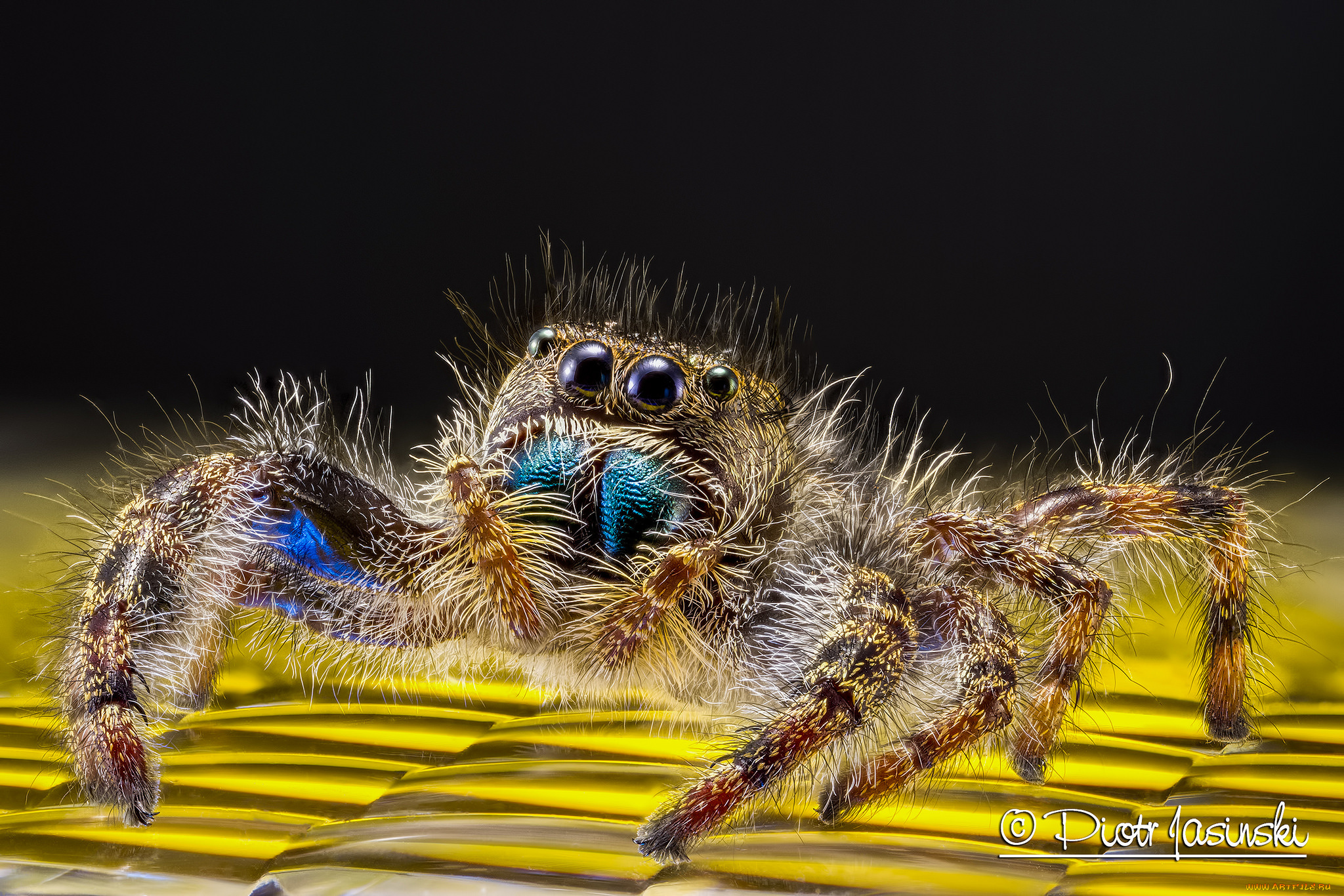 животные, пауки, макро, паук, лапки, глазки, джампер