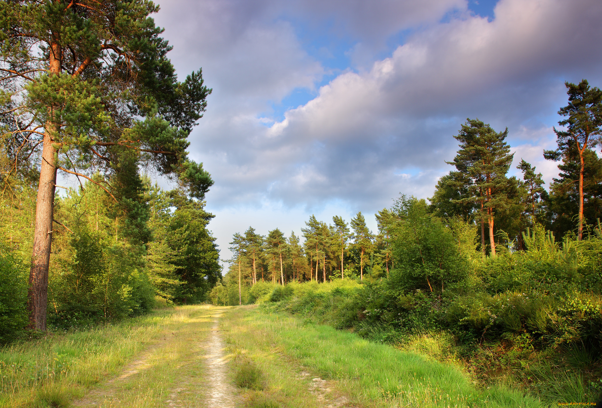 природа, дороги, тракт, лес