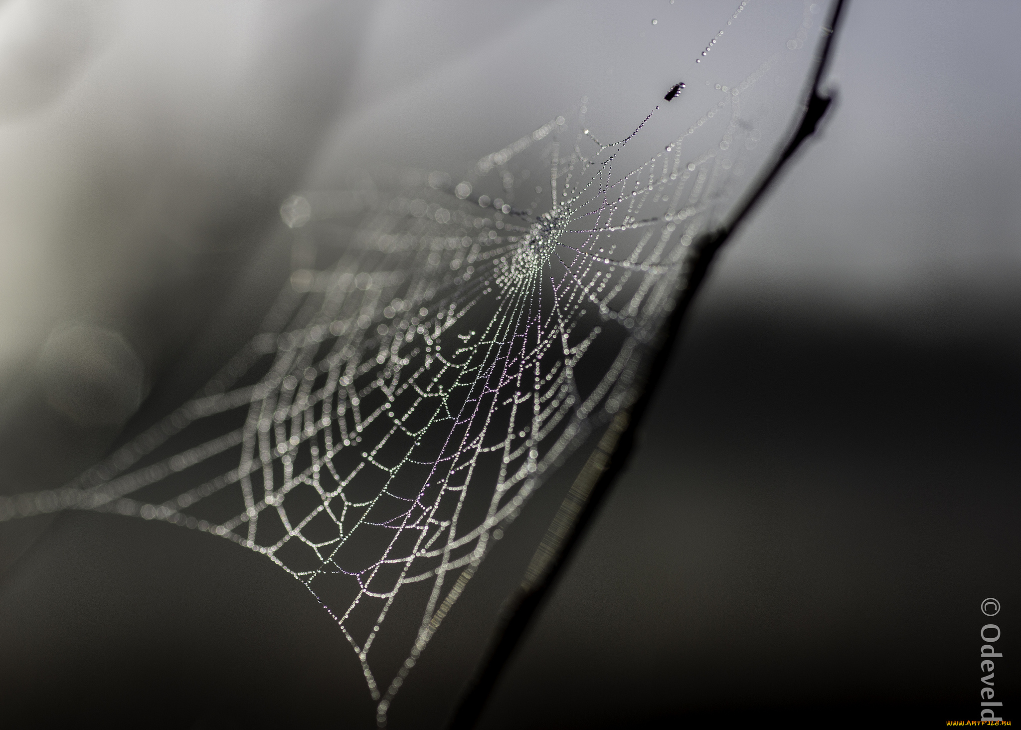природа, макро, роса, паутина, блеск, утро