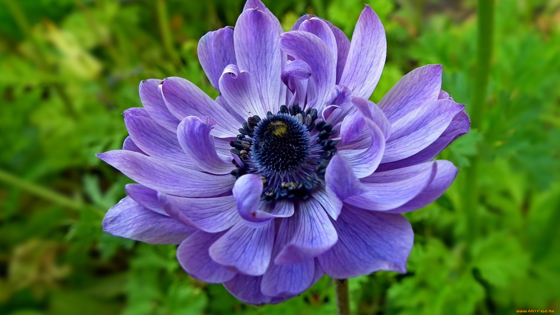 цветы, анемоны, , сон-трава, макро