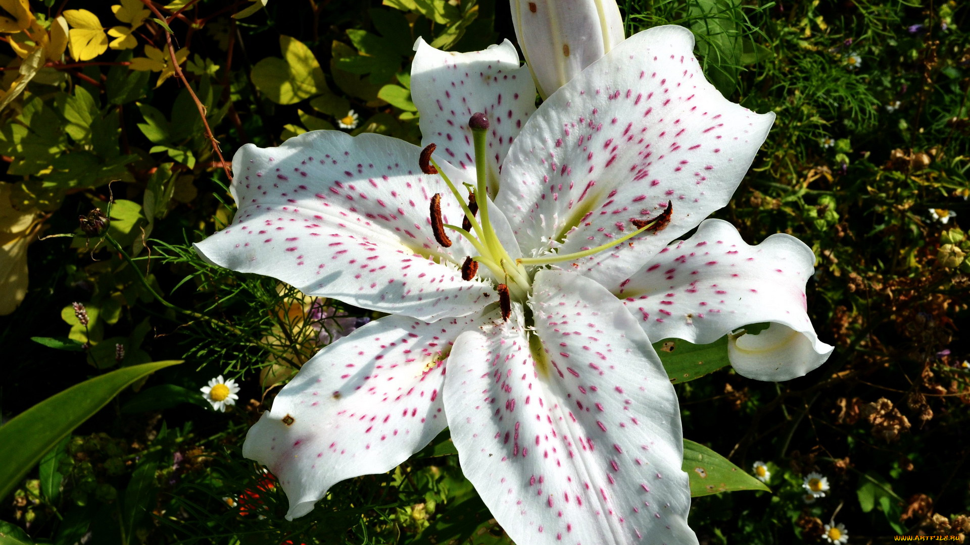 цветы, лилии, , лилейники, крапинки