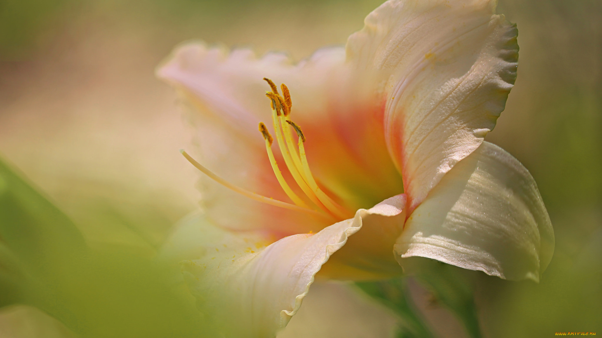 цветы, лилии, , лилейники, макро, лепестки, лилейник, тычинки