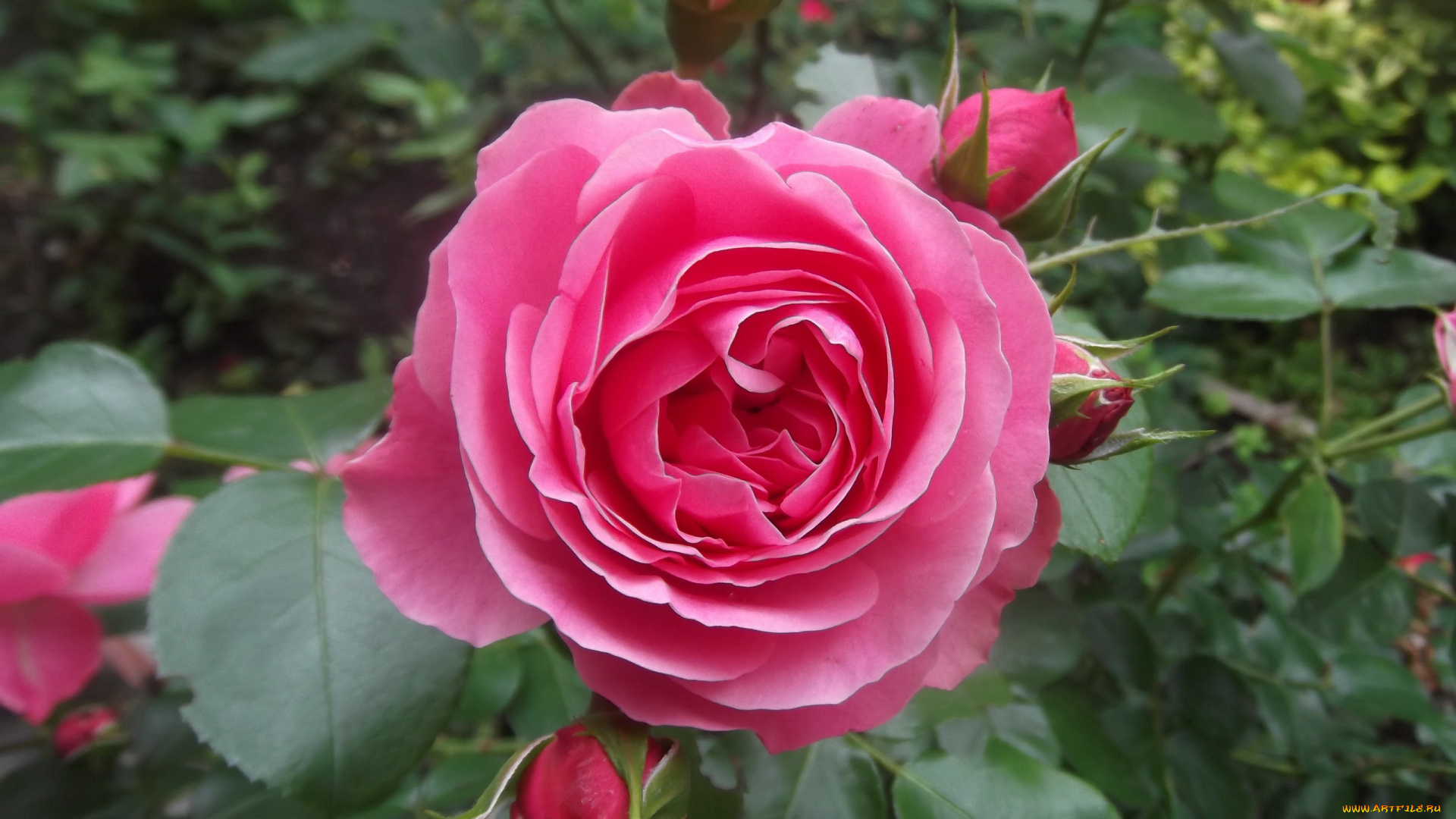 цветы, розы, бутоны, много, розовый, куст