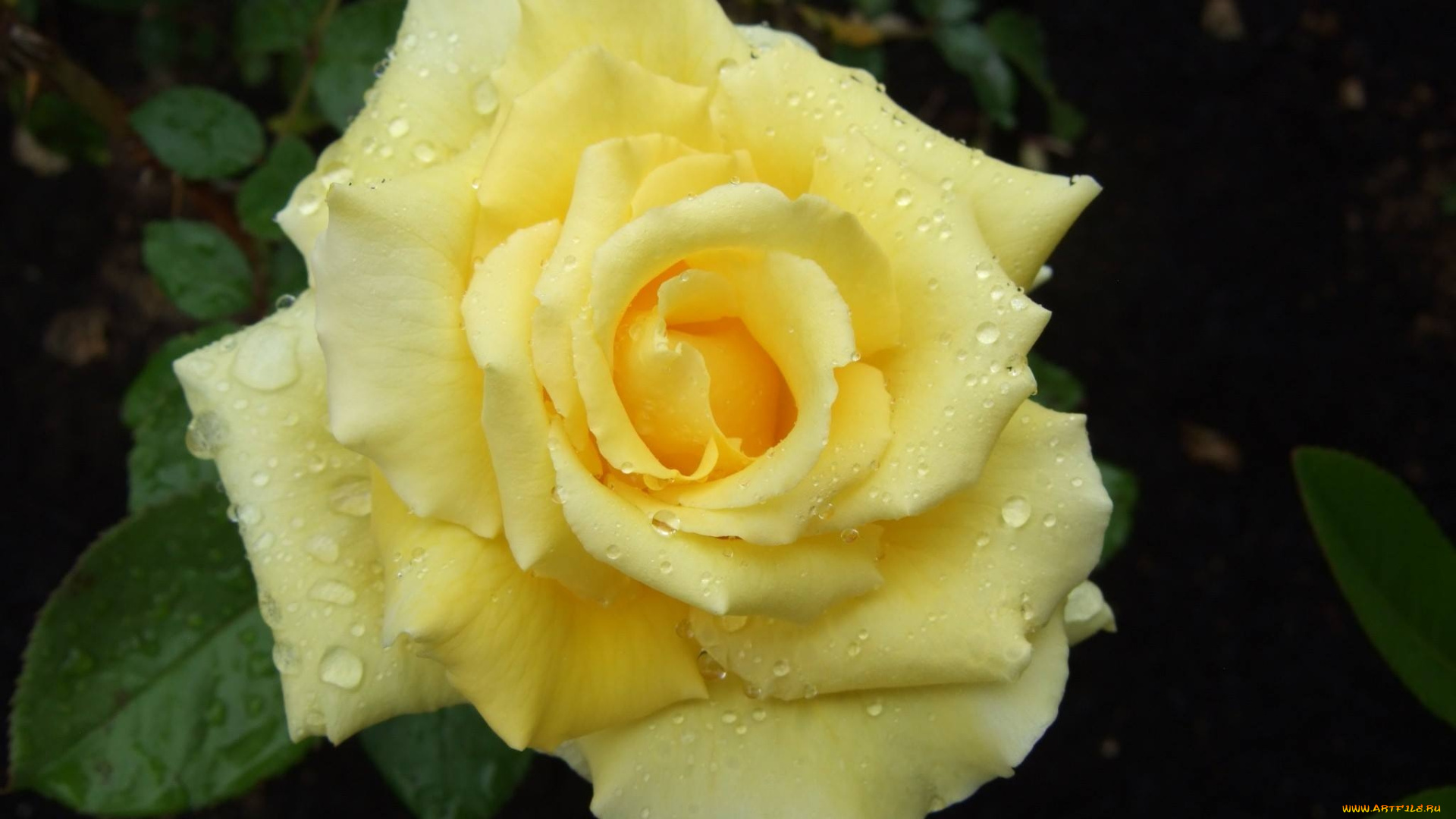 цветы, розы, капли