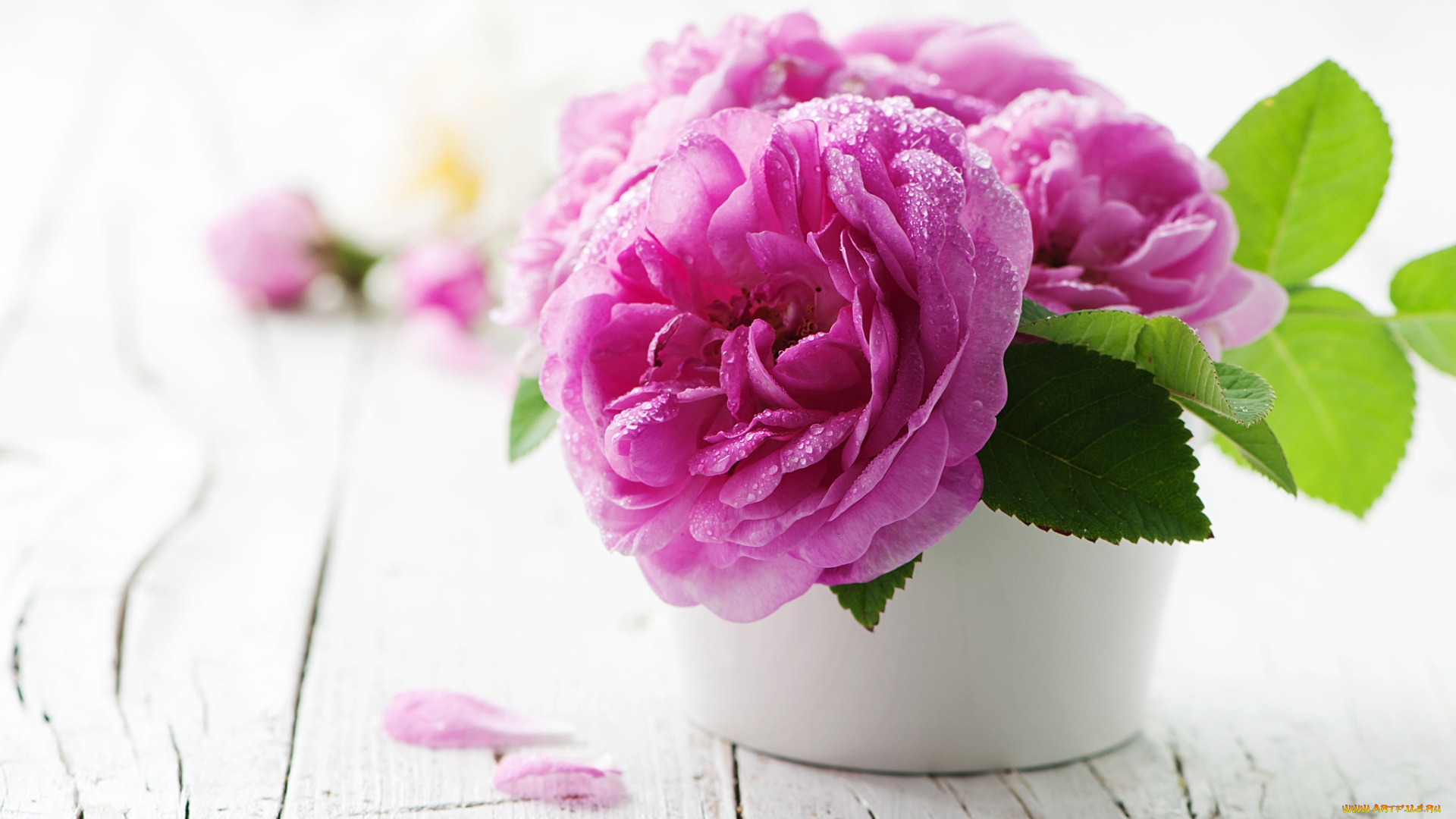 цветы, розы, капли, розовый