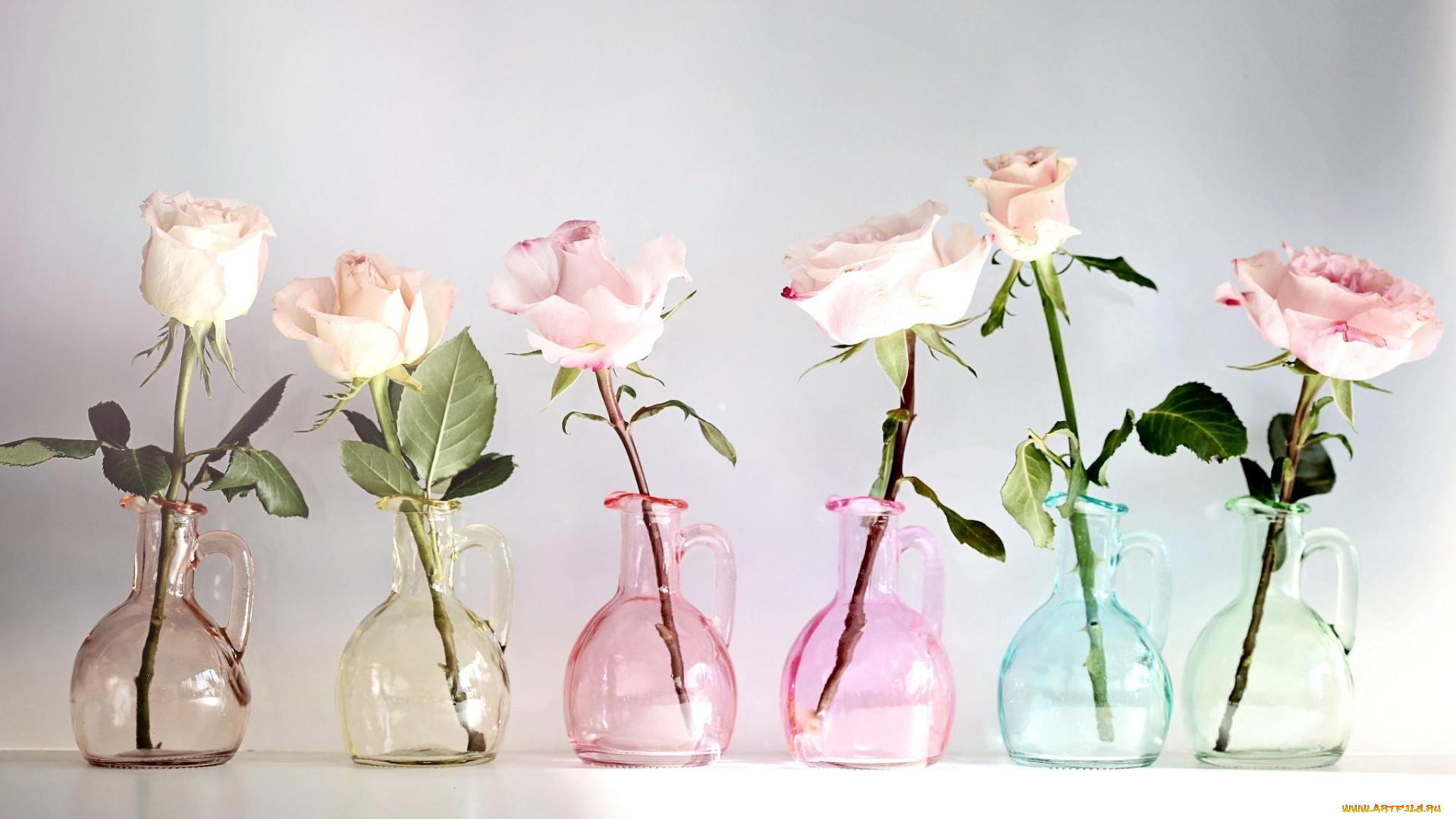 цветы, розы, кувшины