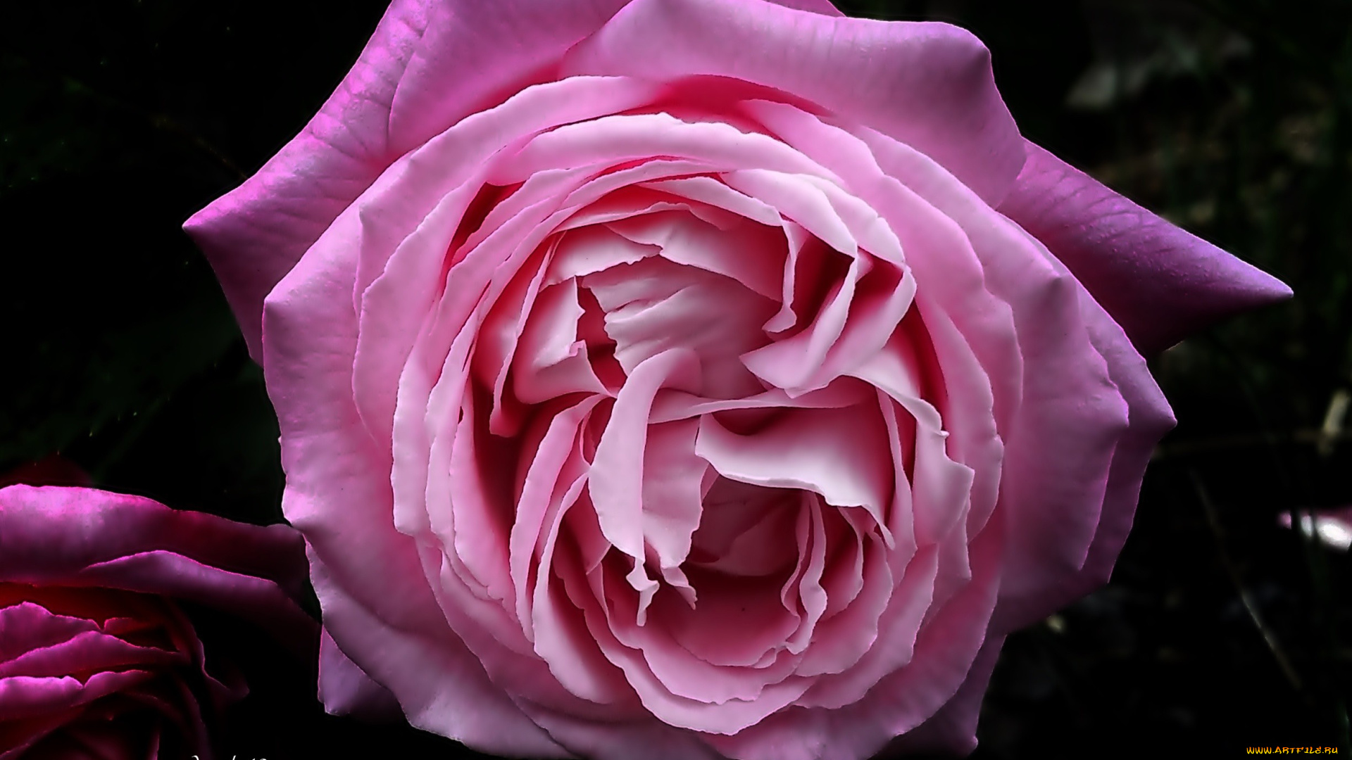 цветы, розы, макро