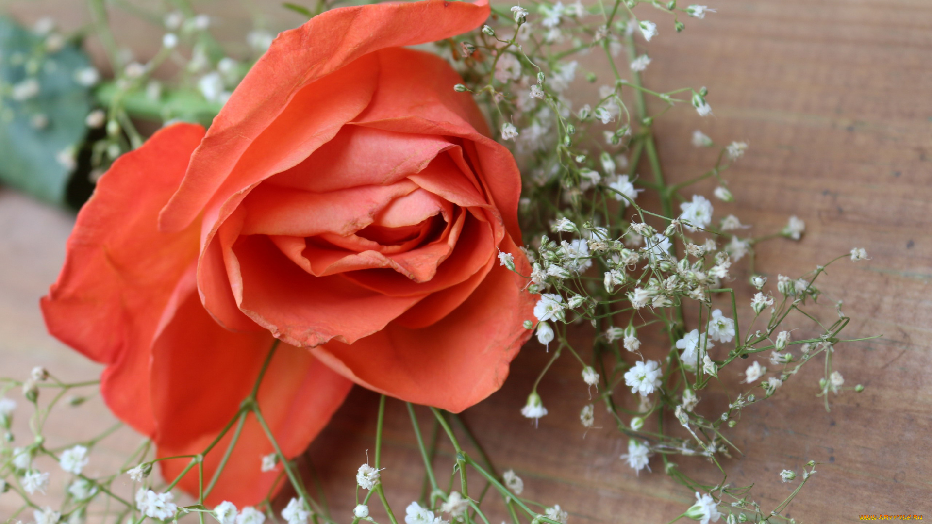 цветы, розы, персиковый