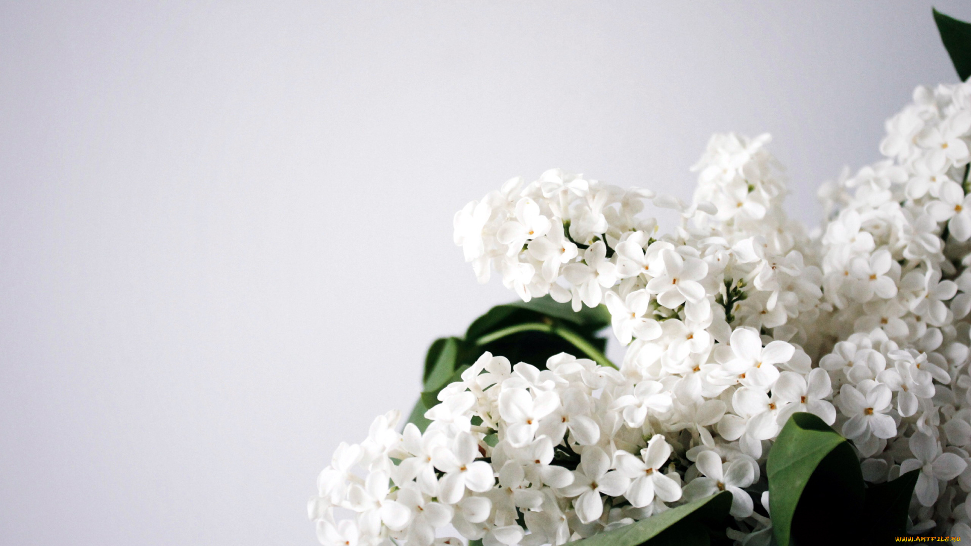 цветы, сирень, белый, гроздь, весна