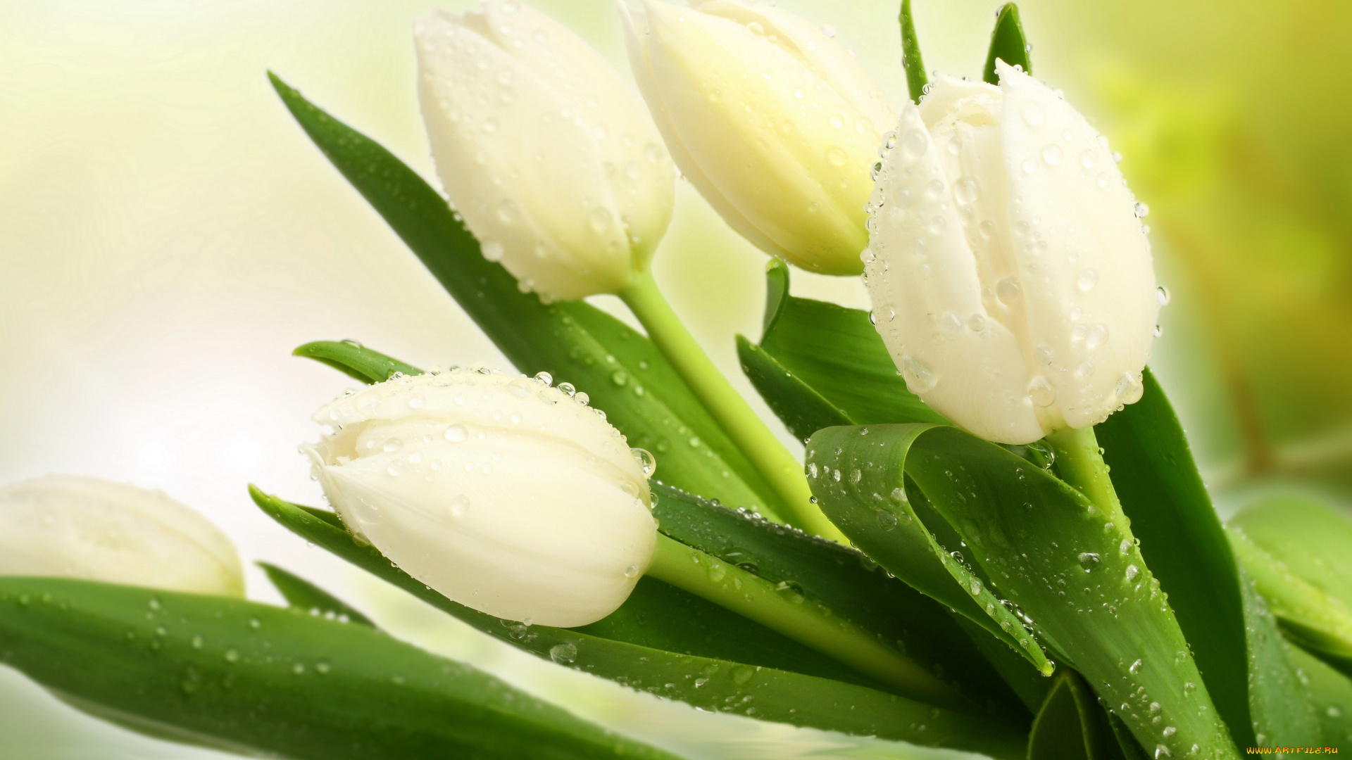 цветы, тюльпаны, белые, букет, капли, листья