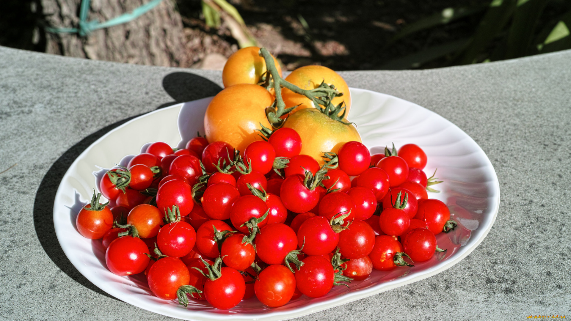 еда, помидоры, томаты