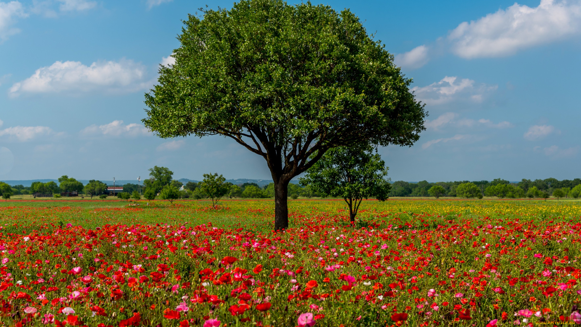 природа, деревья, красные, texas, маки, небо, облака, цветы, солнце, поле, лето, сша, austin