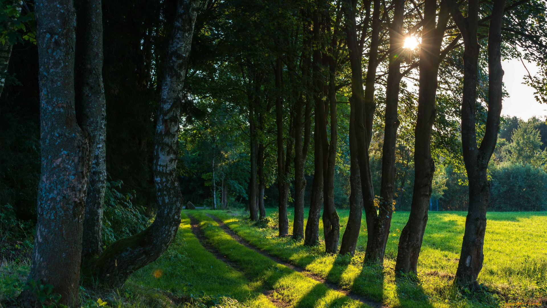 природа, дороги, лето, поляна, тропинка, лес, трава, зелень, солнце, деревья