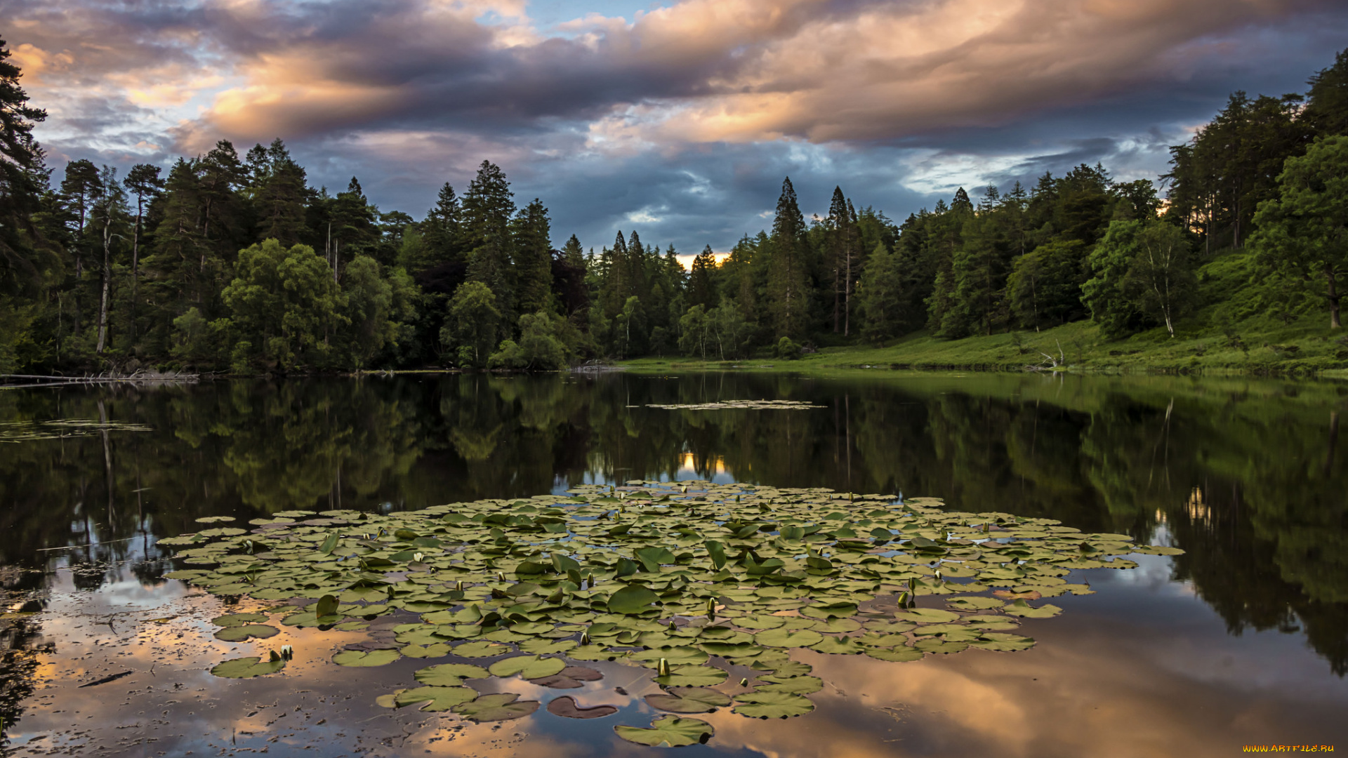 природа, реки, озера, река, лес