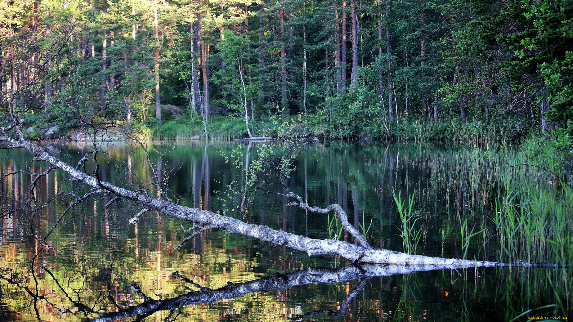 природа, реки, озера, река, лес