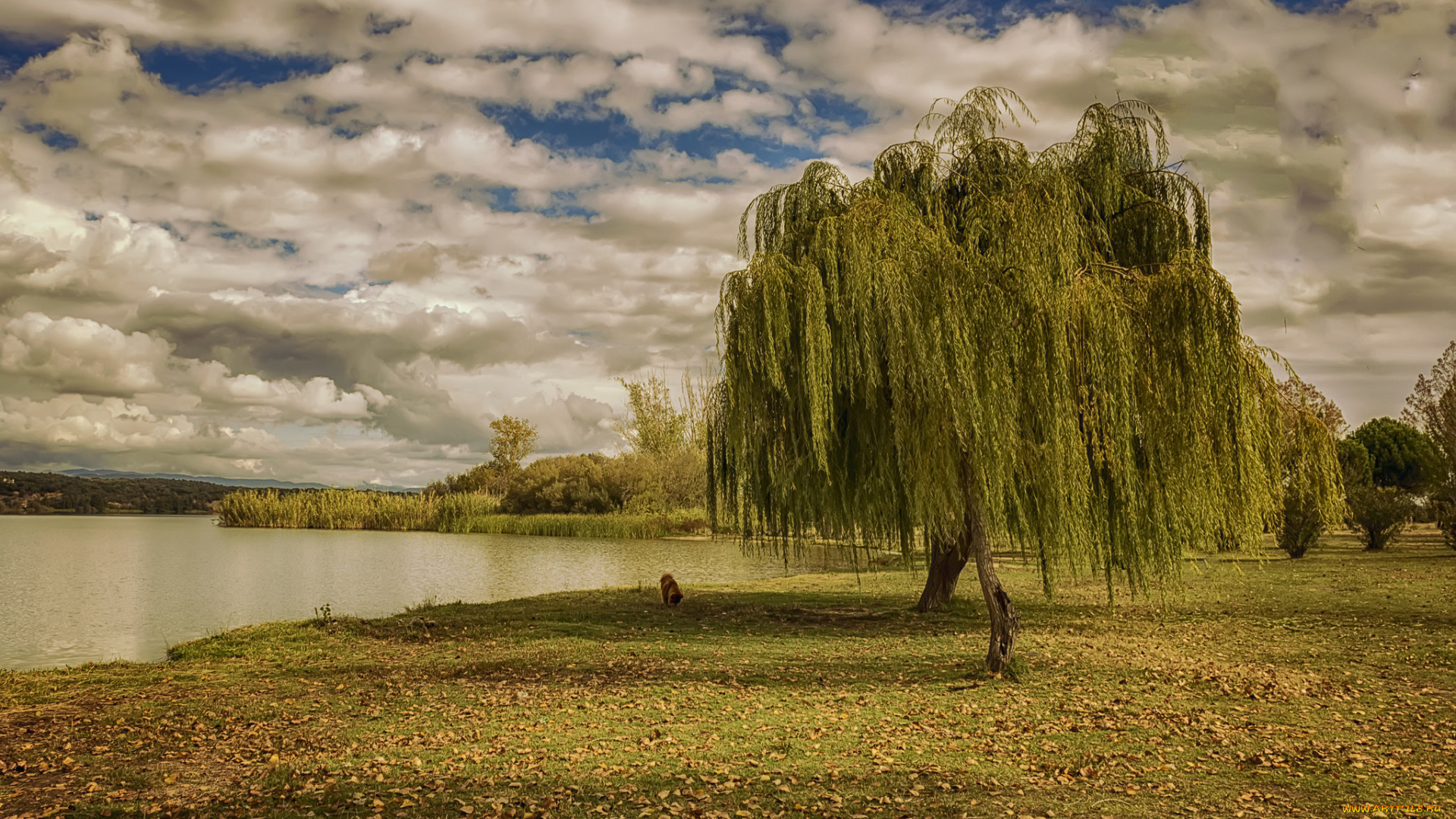 природа, реки, озера, река, лес