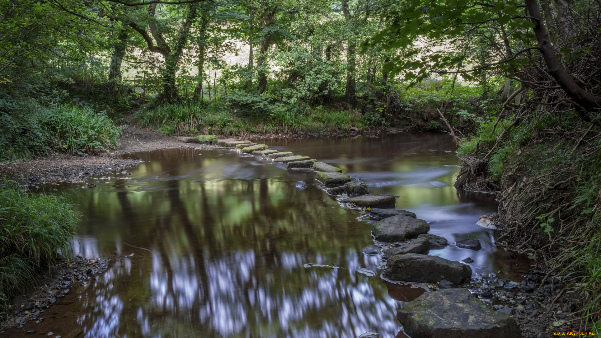 природа, реки, озера, река, лес